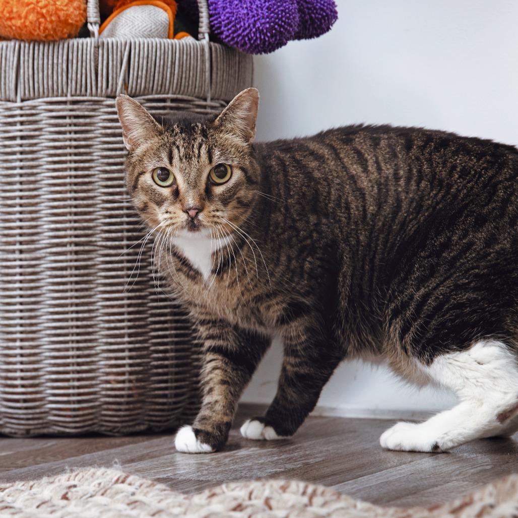 Enlarge Phoebe Buffay, a Adoptable Domestic Short Hair in Los Angeles, CA image 1/2