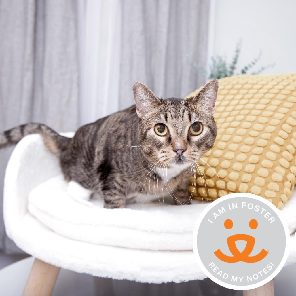 Enlarge Phoebe Buffay, a Adoptable Domestic Short Hair in Los Angeles, CA image 2/2