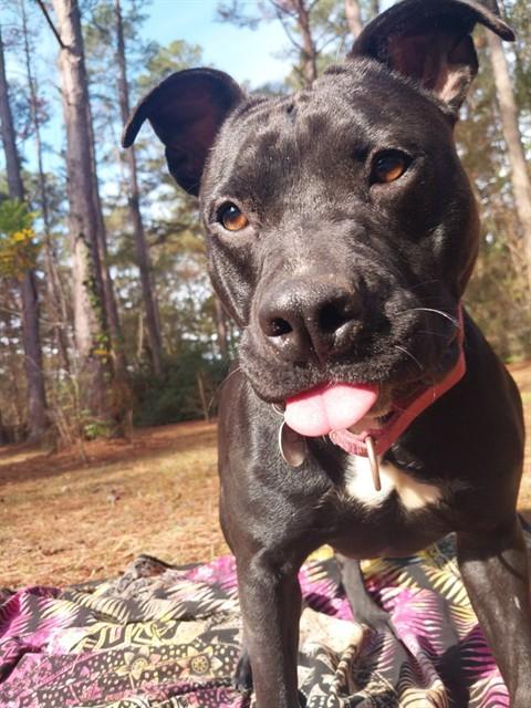 Enlarge MISTY, a Adoptable American Staffordshire Terrier in Tallahassee, FL image 1/1
