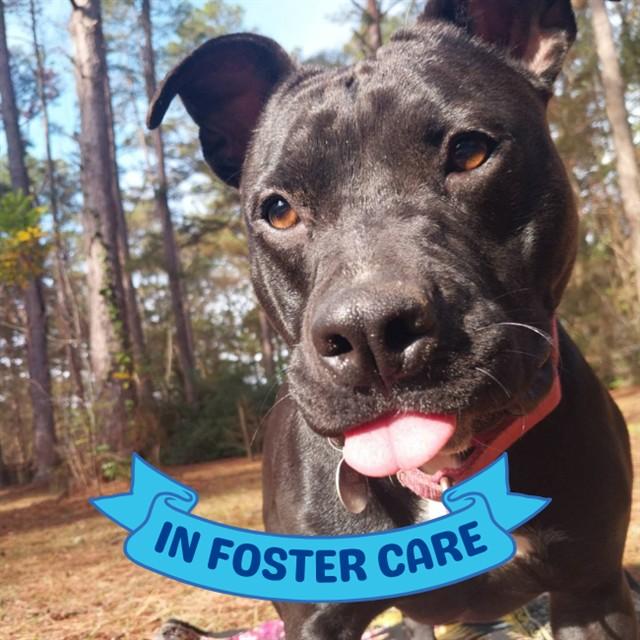 Enlarge MISTY, a Adoptable American Staffordshire Terrier in Tallahassee, FL image 1/1