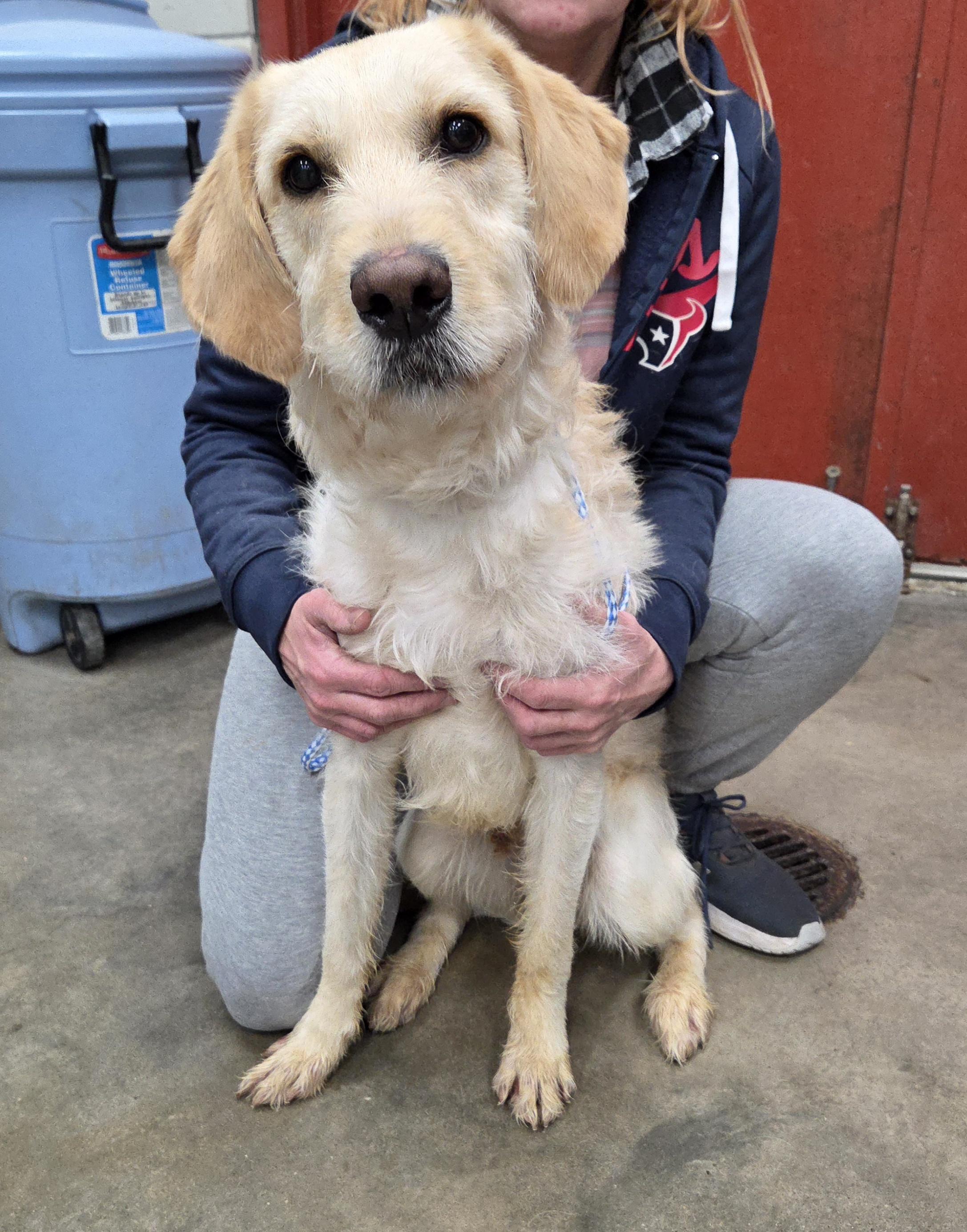 Clifford, adopted, Young Male Labradoodle.
