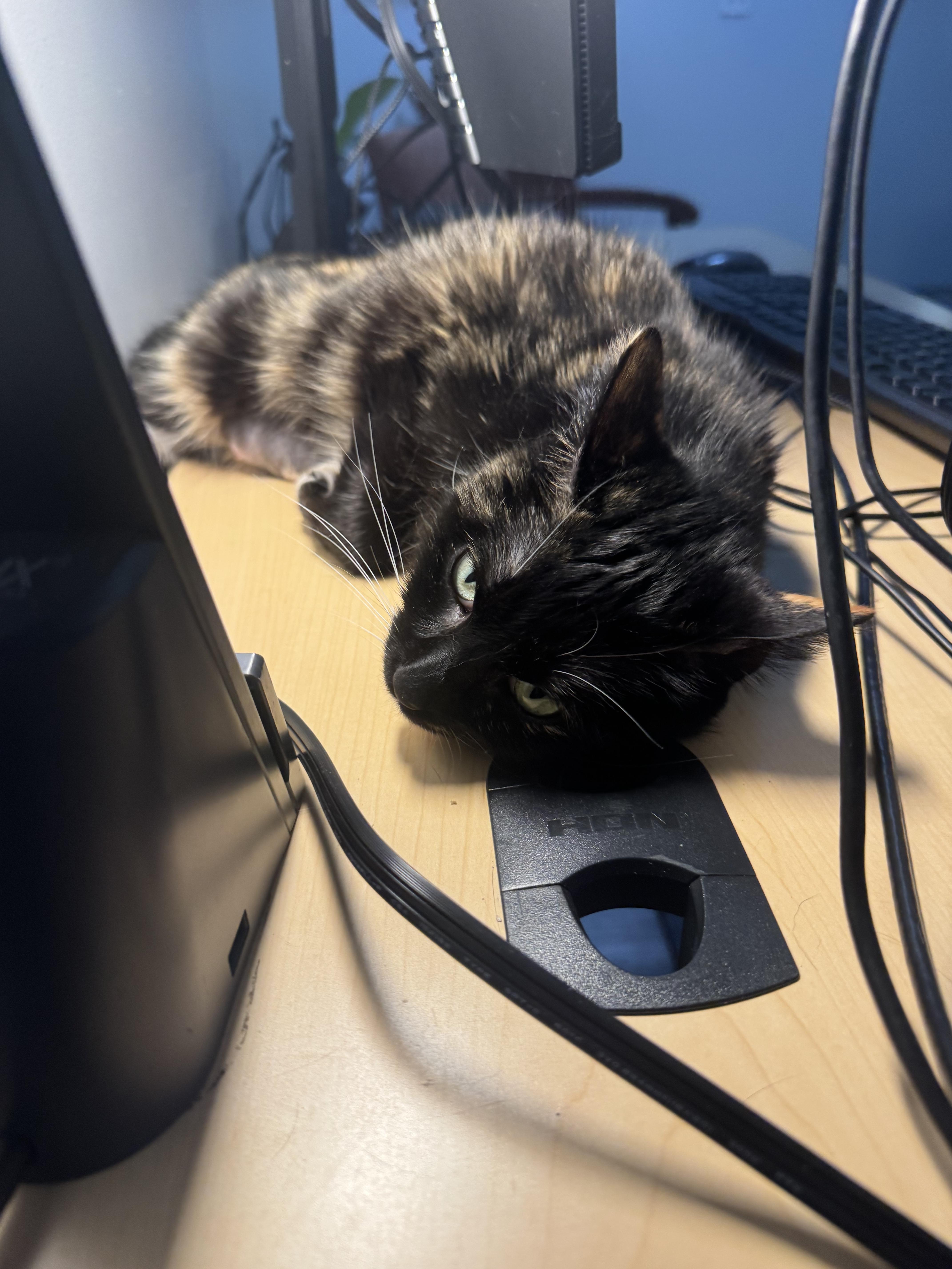 Biscuit, Adoptable, Adult Female Domestic Short Hair.