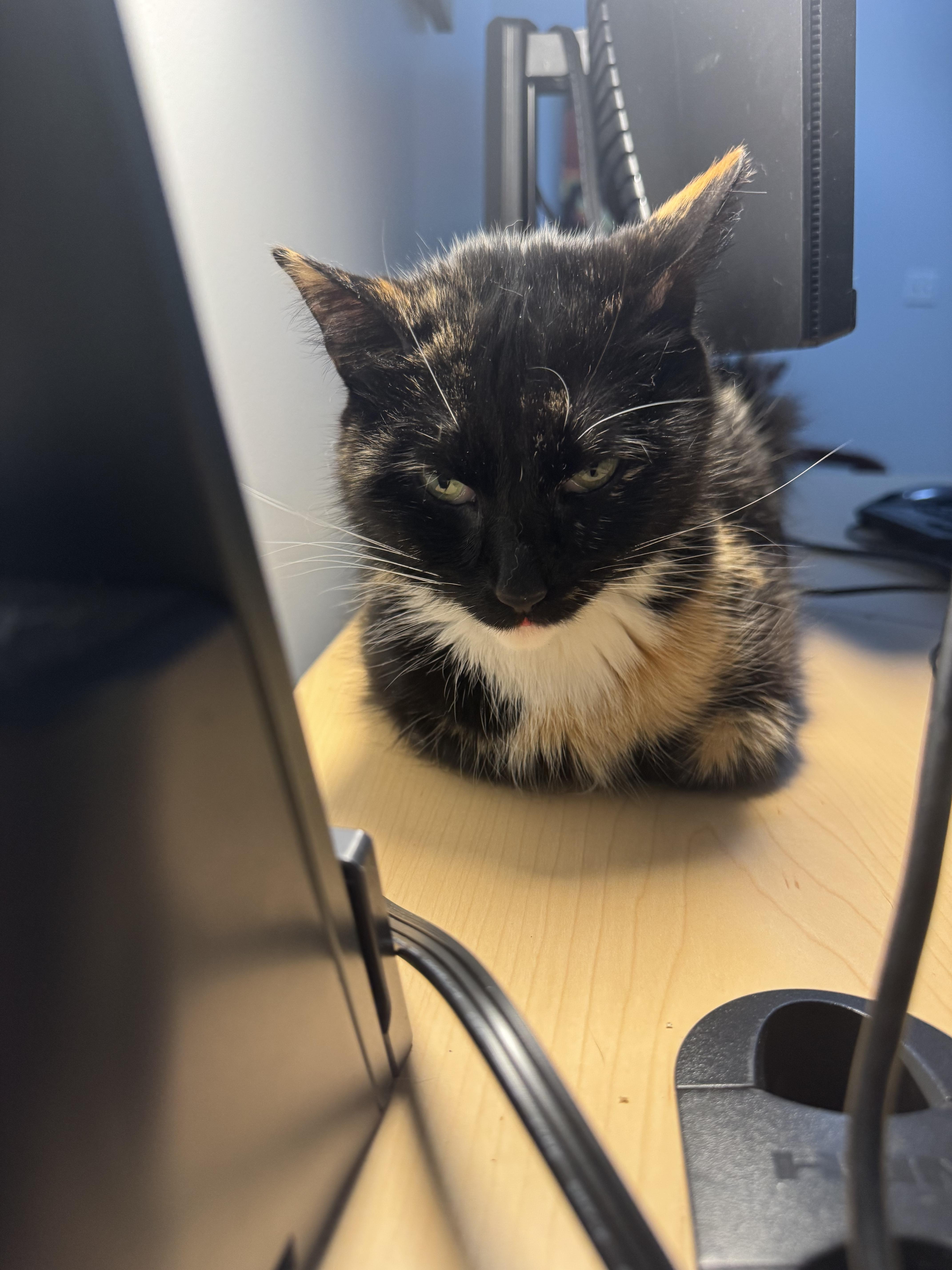 Enlarge Biscuit, a Adoptable Domestic Short Hair in St Petersburg, FL image 2/2