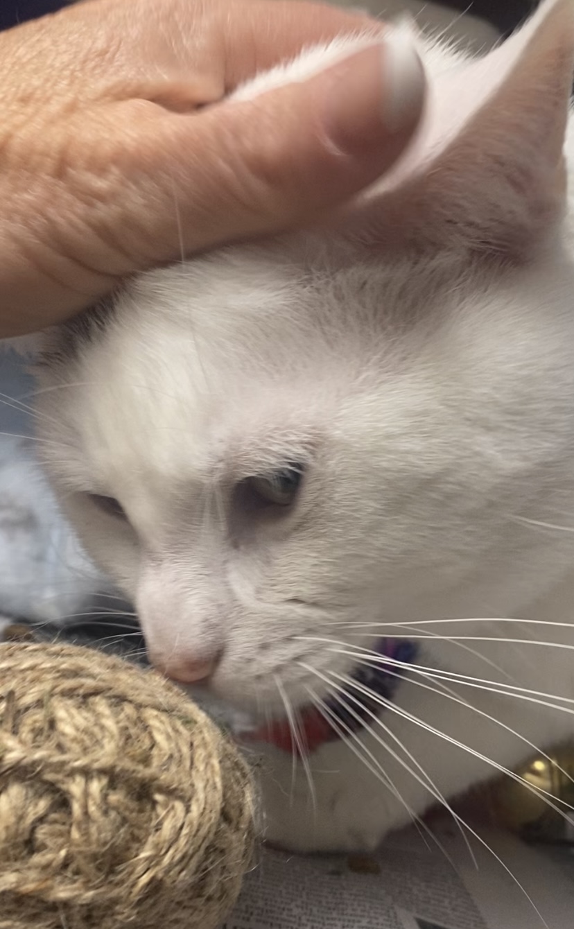 Marshmellow, an adoptable Domestic Short Hair in North Kingstown, RI, 02852 | Photo Image 1