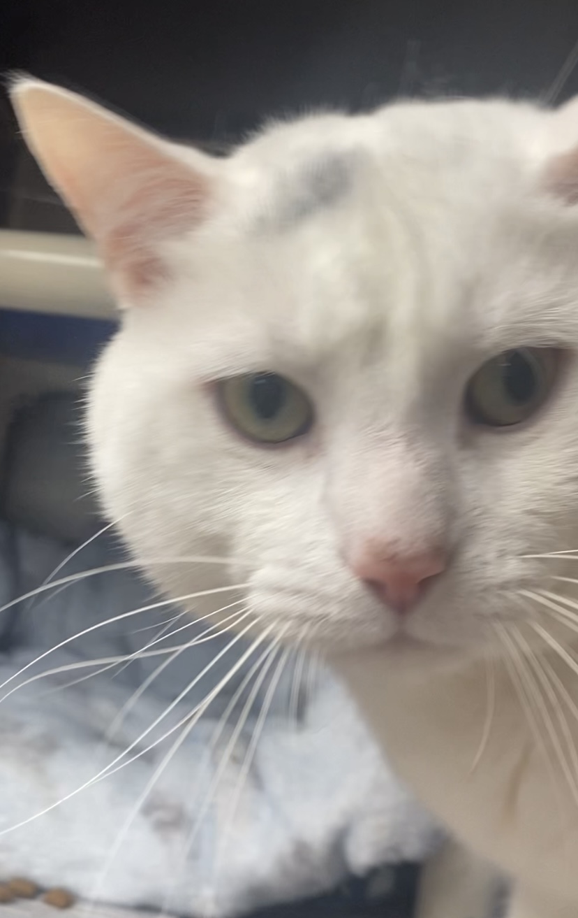 Marshmellow, an adoptable Domestic Short Hair in North Kingstown, RI, 02852 | Photo Image 4