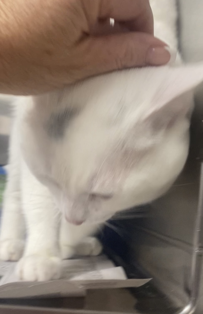 Marshmellow, an adoptable Domestic Short Hair in North Kingstown, RI, 02852 | Photo Image 2