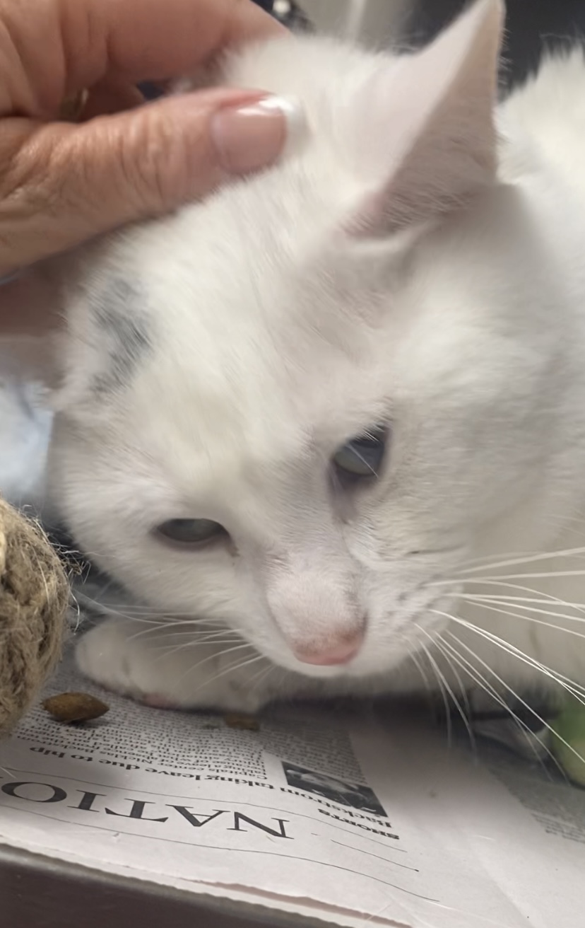 Marshmellow, an adoptable Domestic Short Hair in North Kingstown, RI, 02852 | Photo Image 3