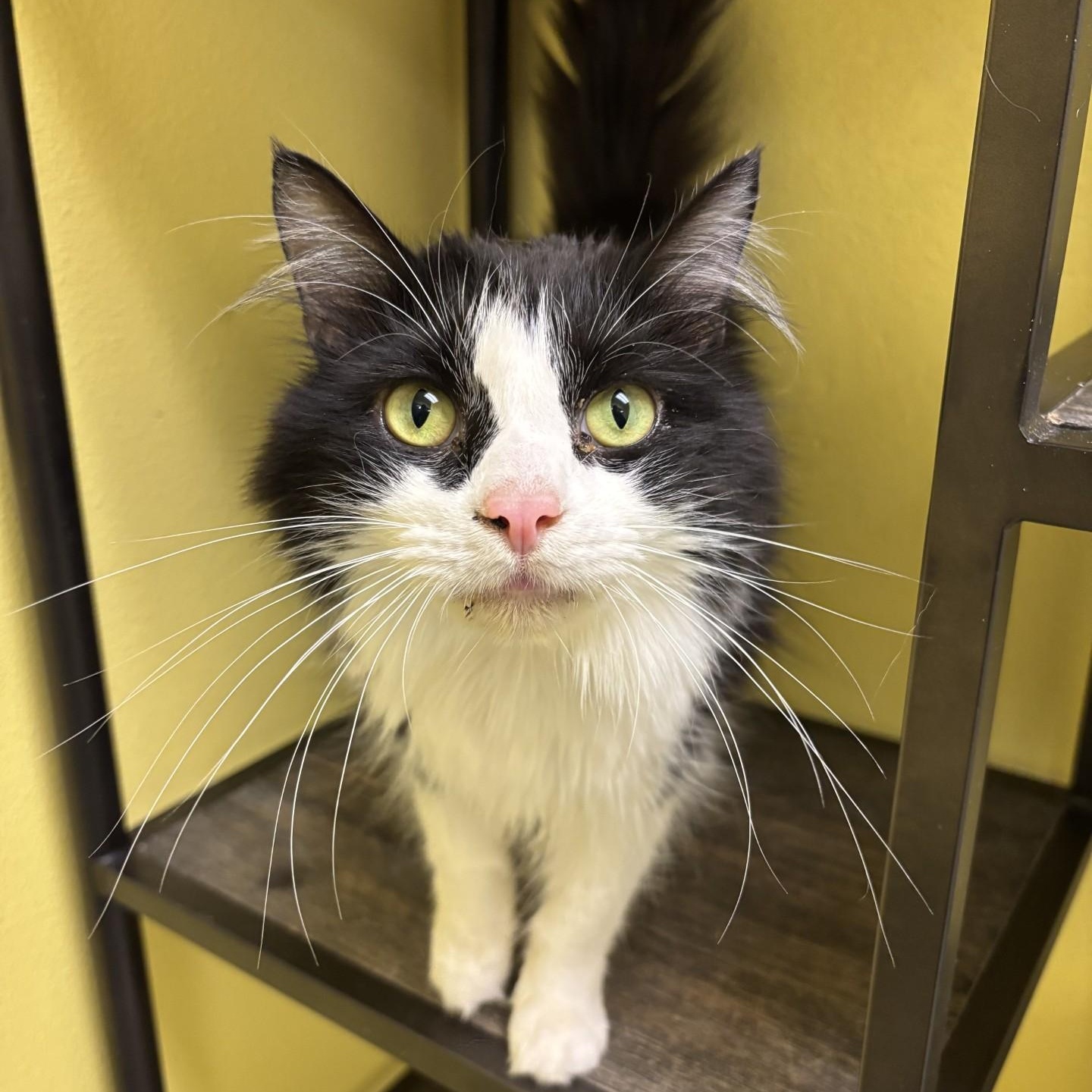Enlarge Gatsby, a ADOPTABLE Domestic Long Hair in Friday Harbor, WA image 1/1