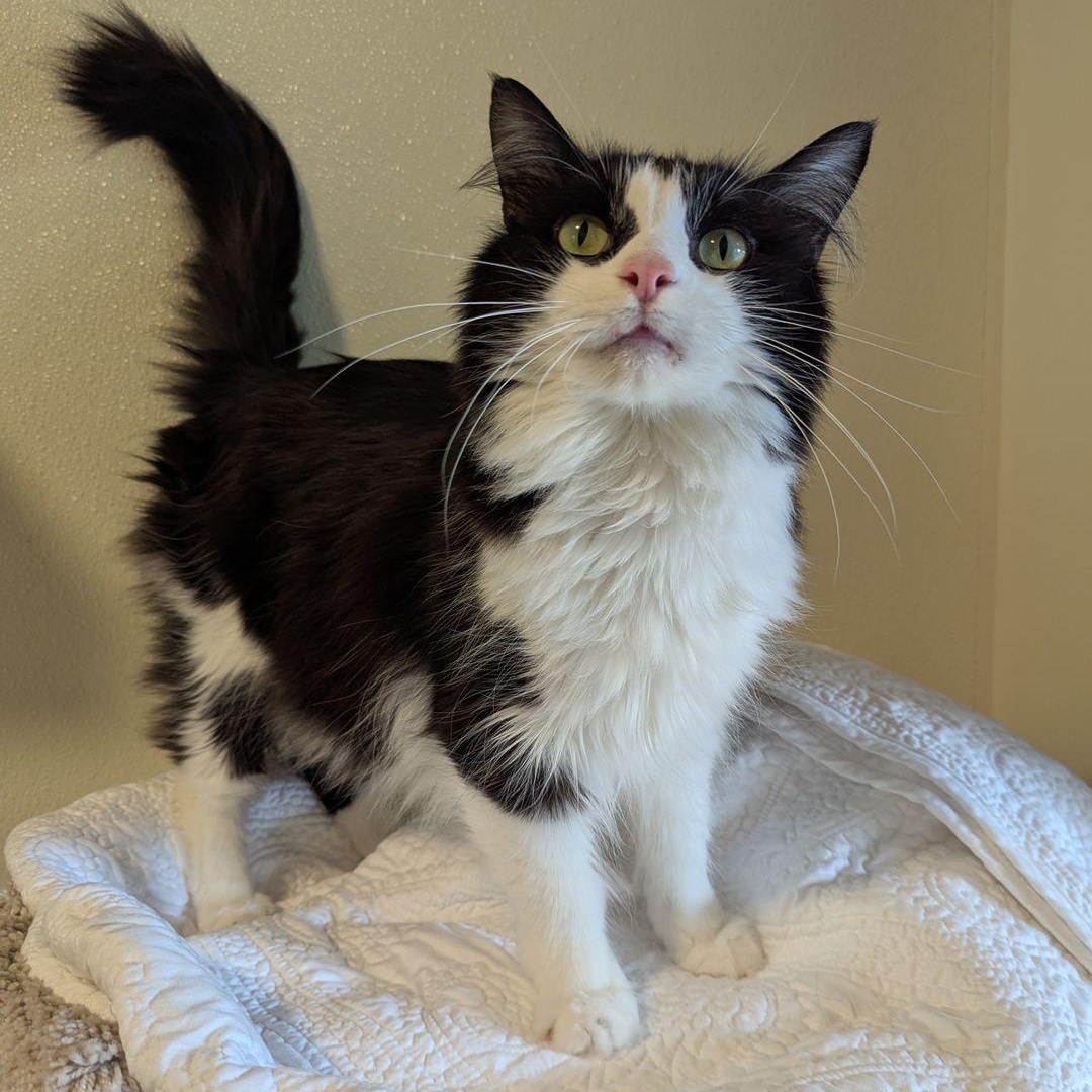 Gatsby, a ADOPTABLE Domestic Long Hair in Friday Harbor, WA image 1/3