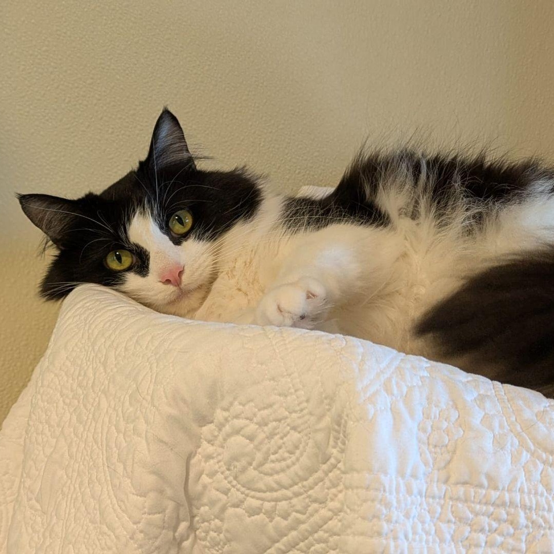 Gatsby, a ADOPTABLE Domestic Long Hair in Friday Harbor, WA image 3/3