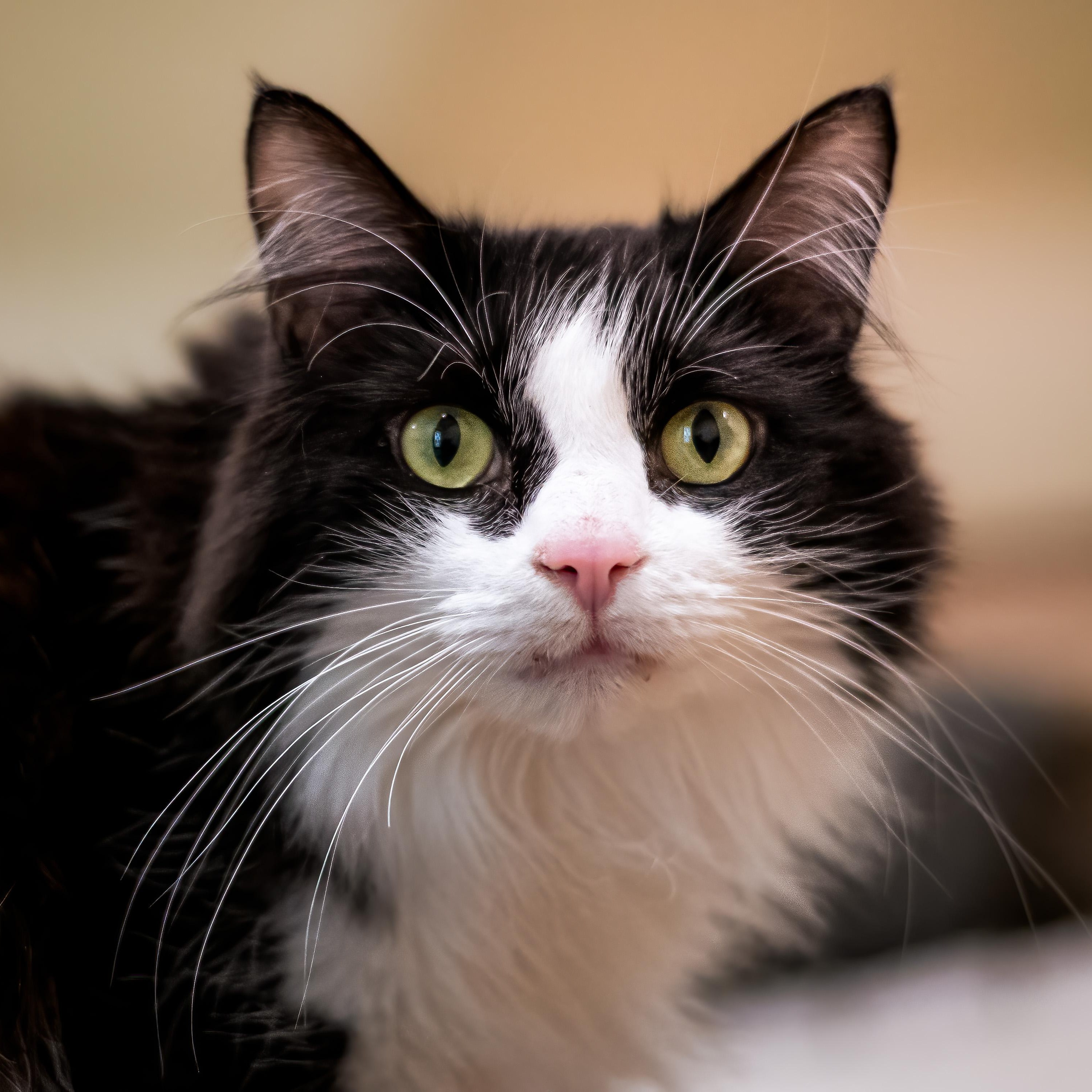 Gatsby, ADOPTABLE, Adult Male Domestic Long Hair.