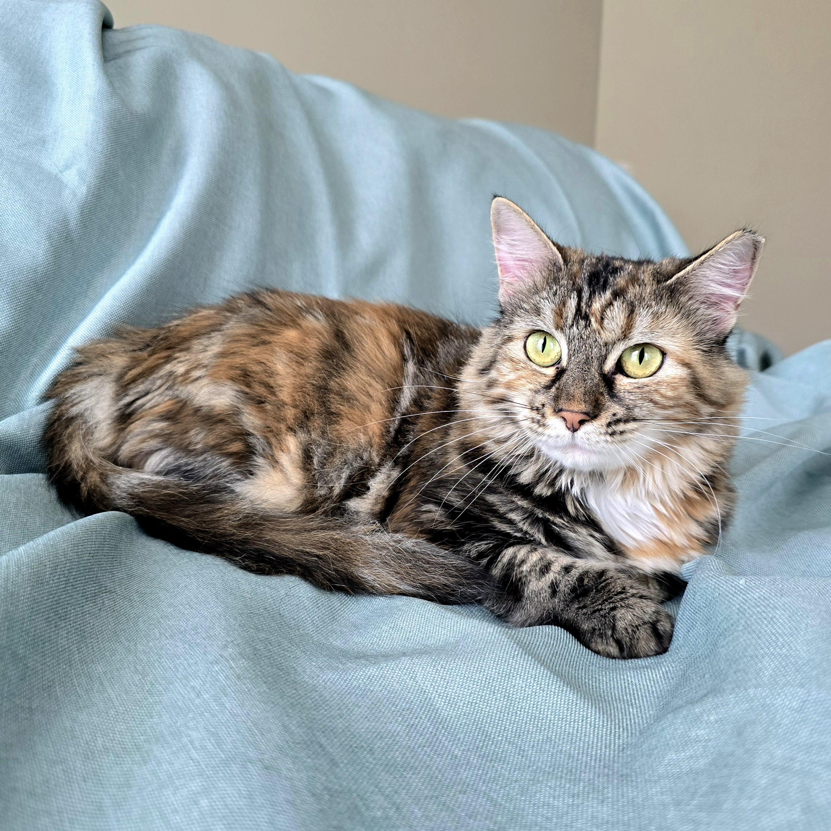 Enlarge April , an adoption pending mixed breed in Charlotte, NC image 4/6