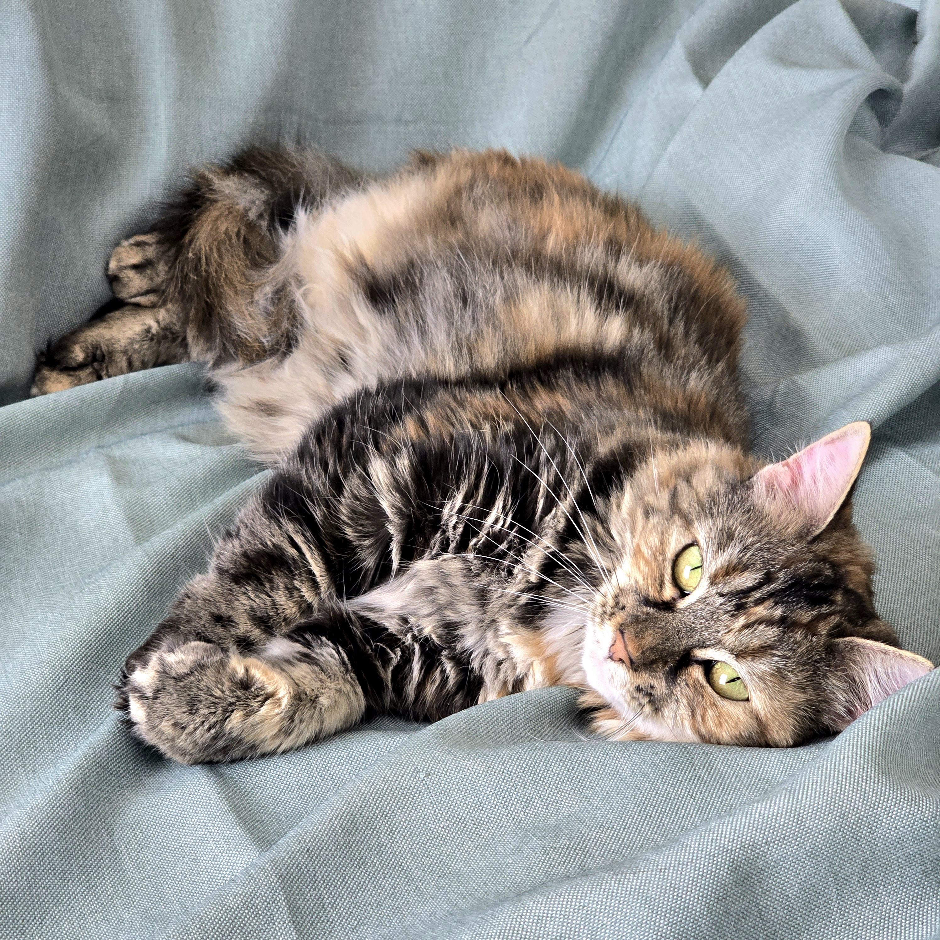 Enlarge April , an adoption pending mixed breed in Charlotte, NC image 3/6