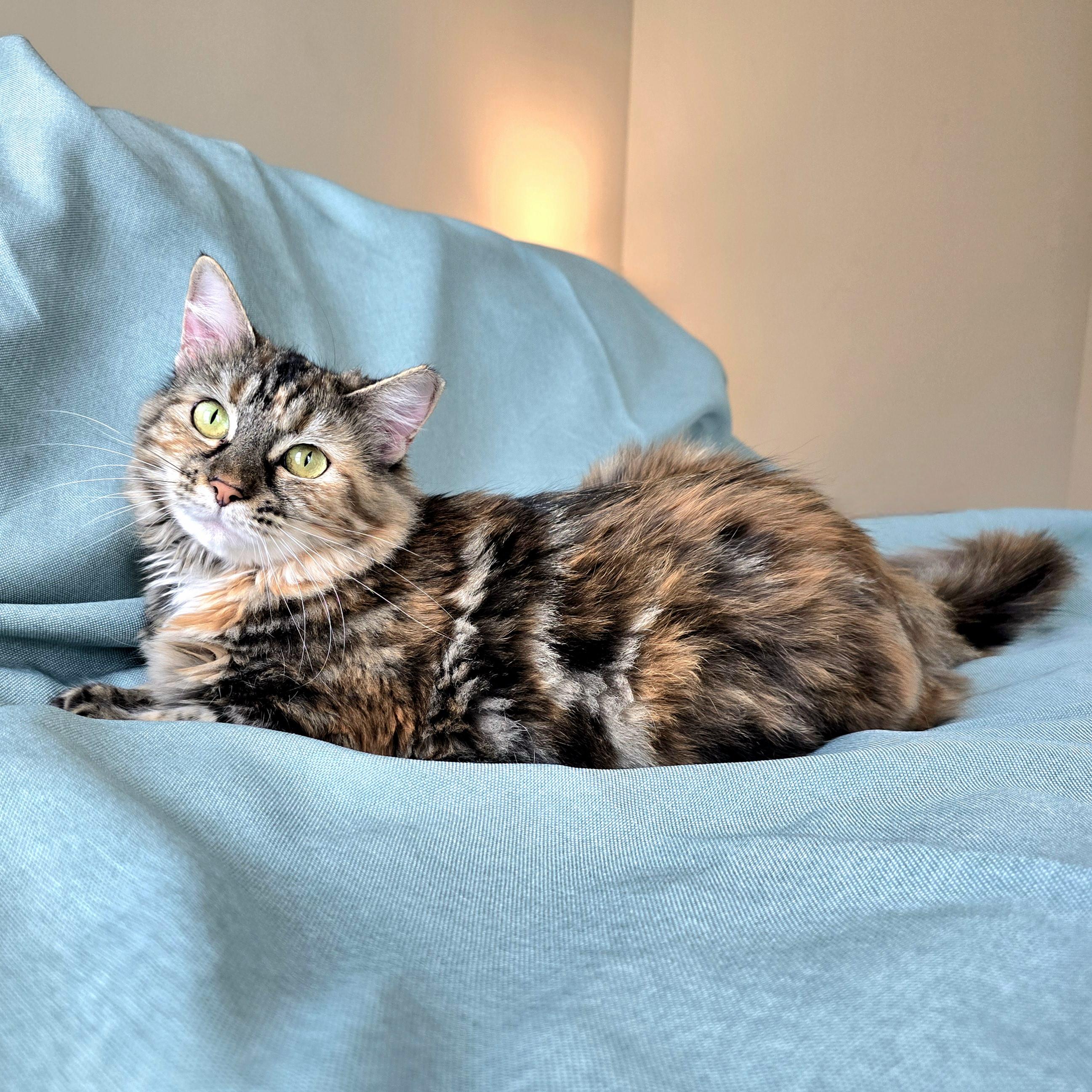 Enlarge April , an adoption pending mixed breed in Charlotte, NC image 6/6