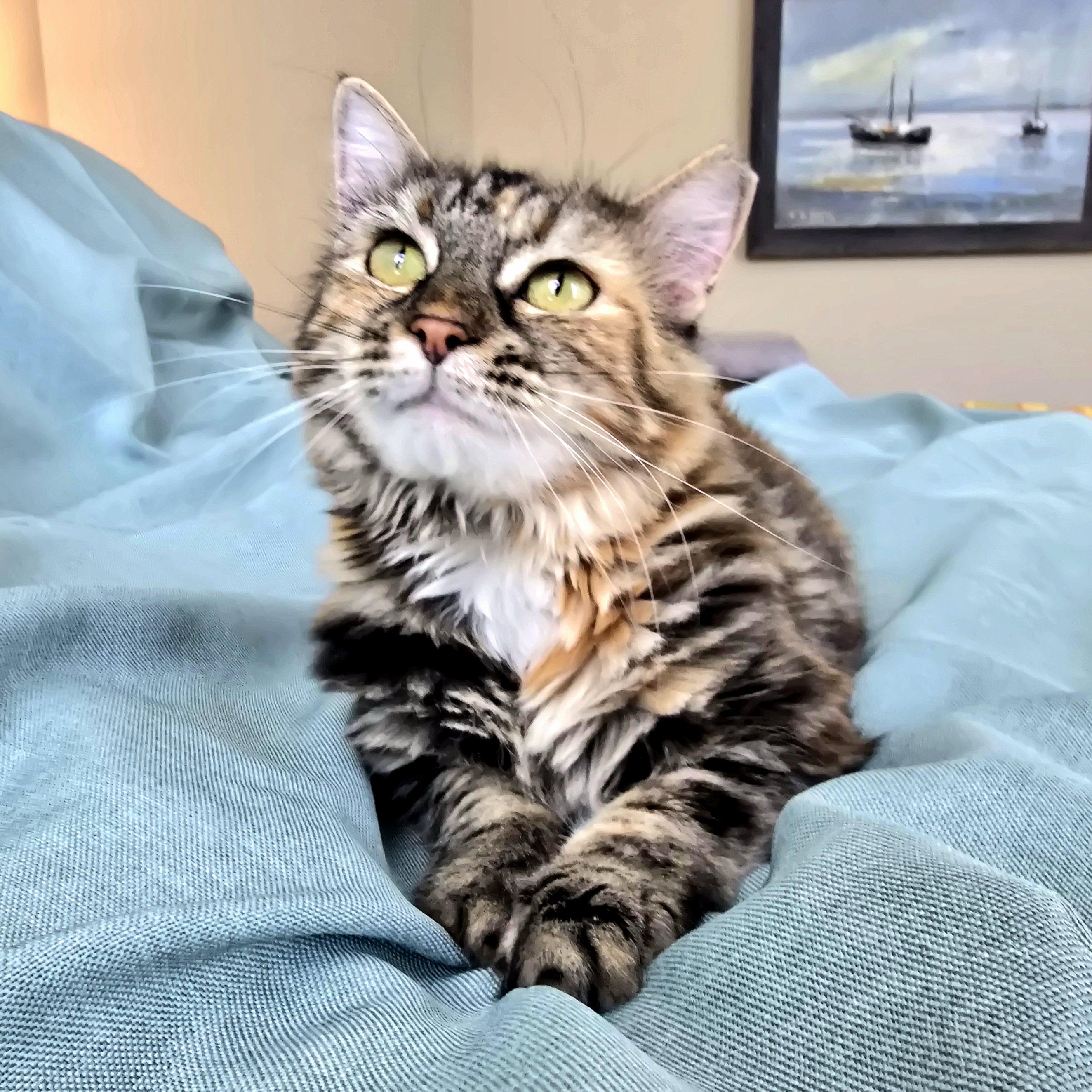 Enlarge April , an adoption pending mixed breed in Charlotte, NC image 5/6