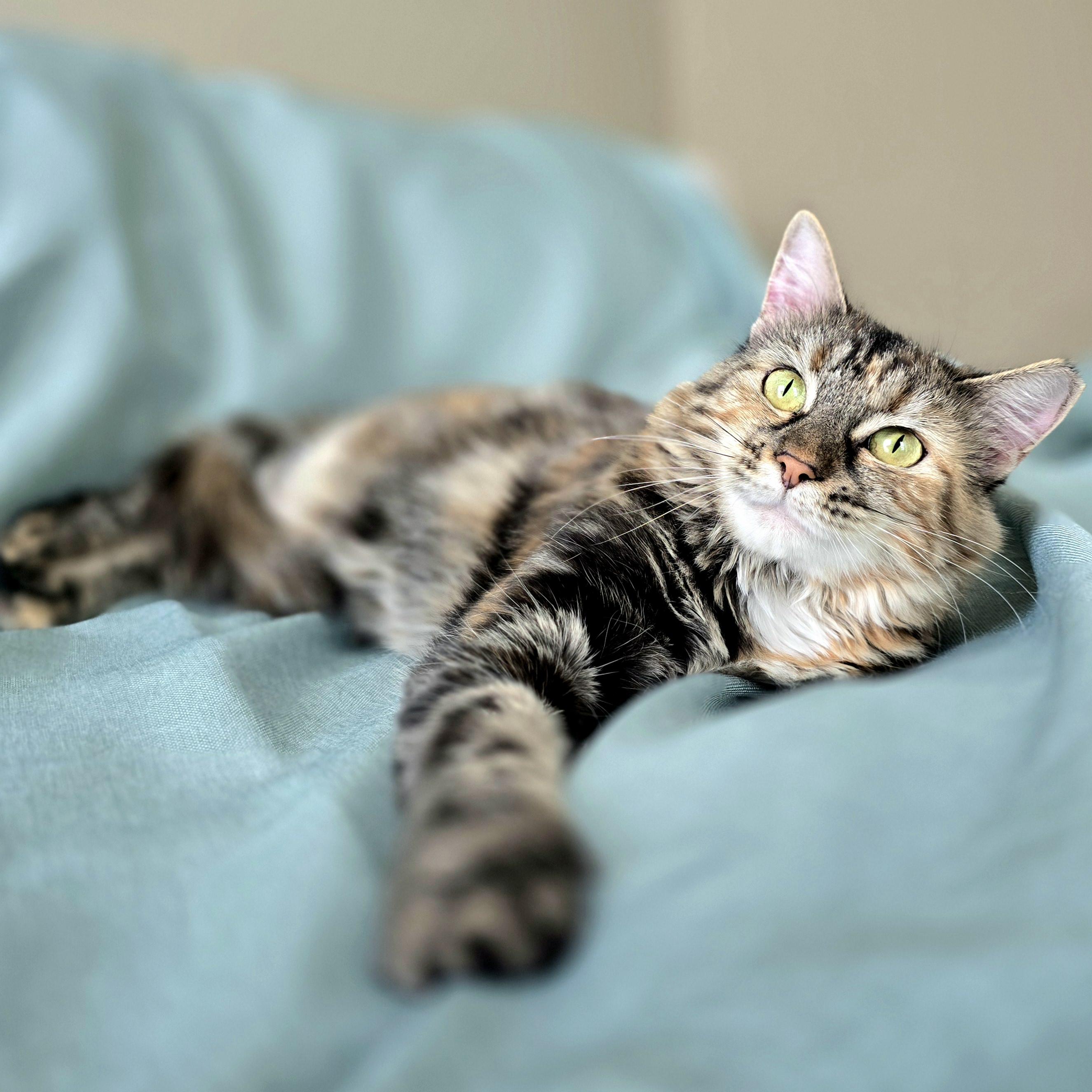 Enlarge April , an adoption pending mixed breed in Charlotte, NC image 2/6