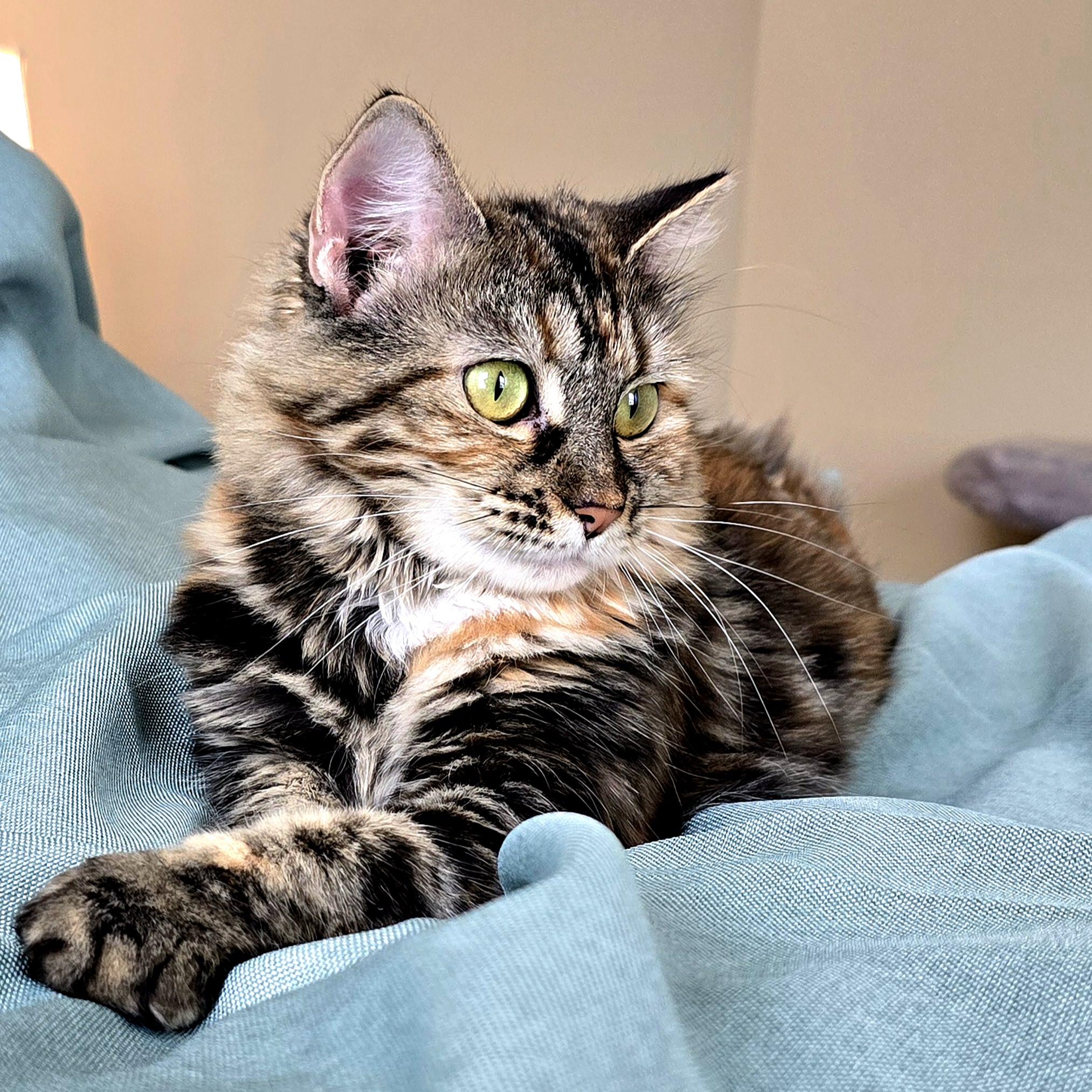 Enlarge April , an adoption pending mixed breed in Charlotte, NC image 1/6