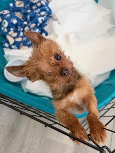 Enlarge Winkie, an adopted Yorkshire Terrier in Williamsburg, VA image 2/6