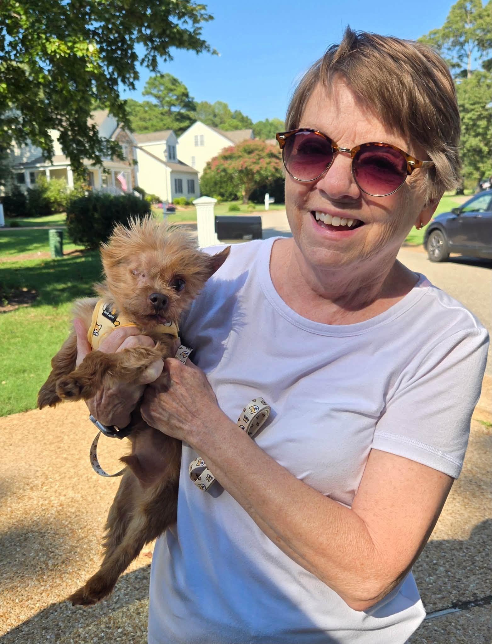 Enlarge Winkie, an adopted Yorkshire Terrier in Williamsburg, VA image 6/6