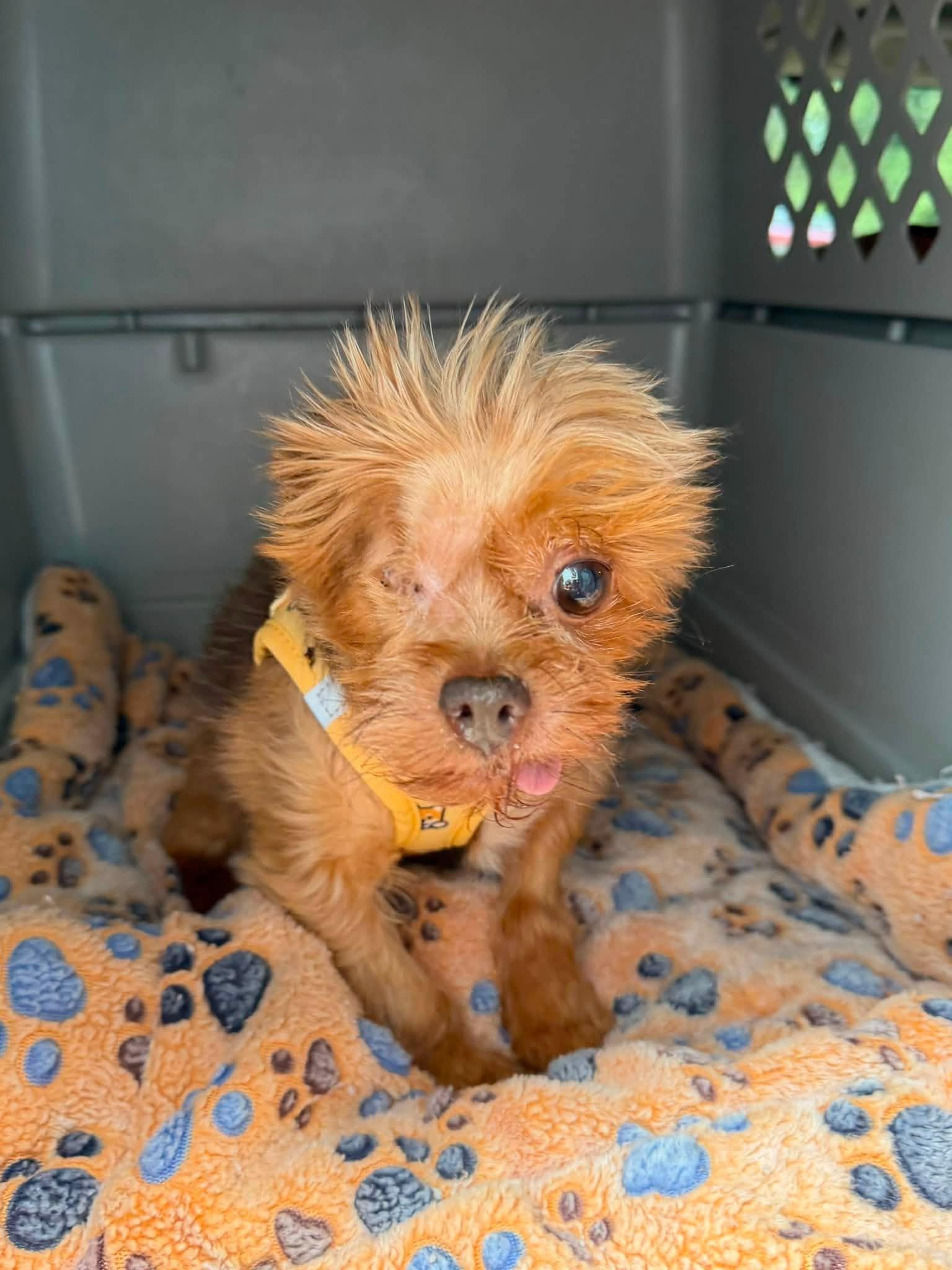 Enlarge Winkie, an adopted Yorkshire Terrier in Williamsburg, VA image 4/6