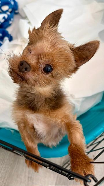 Enlarge Winkie, an adopted Yorkshire Terrier in Williamsburg, VA image 3/6