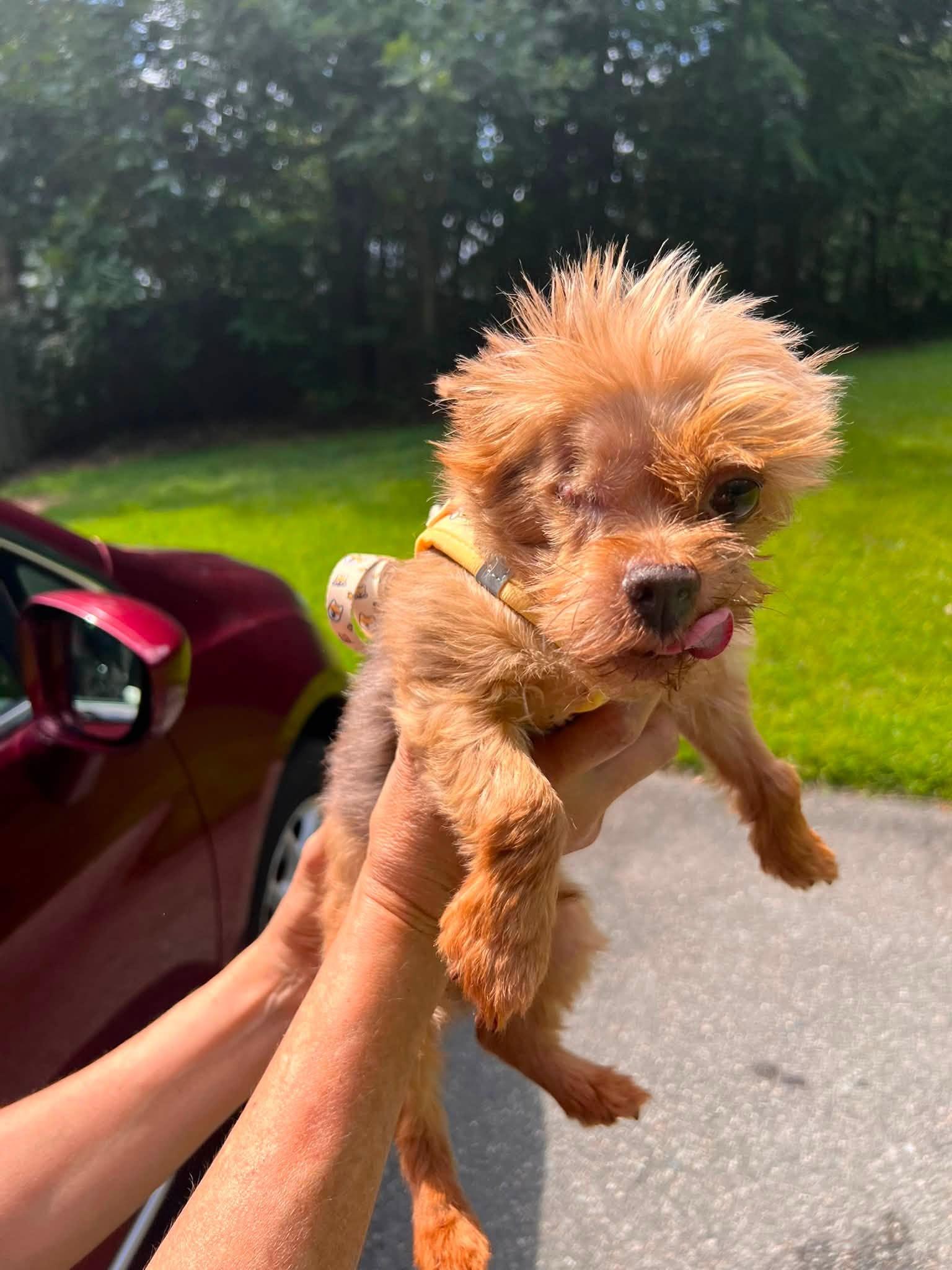 Enlarge Winkie, an adopted Yorkshire Terrier in Williamsburg, VA image 5/6