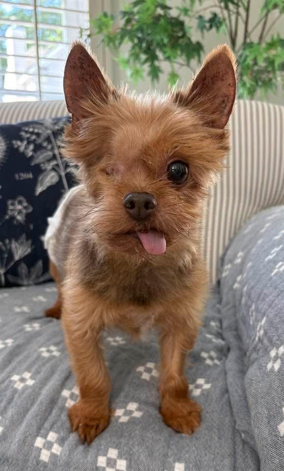 Winkie, adopted, Adult Male Yorkshire Terrier.