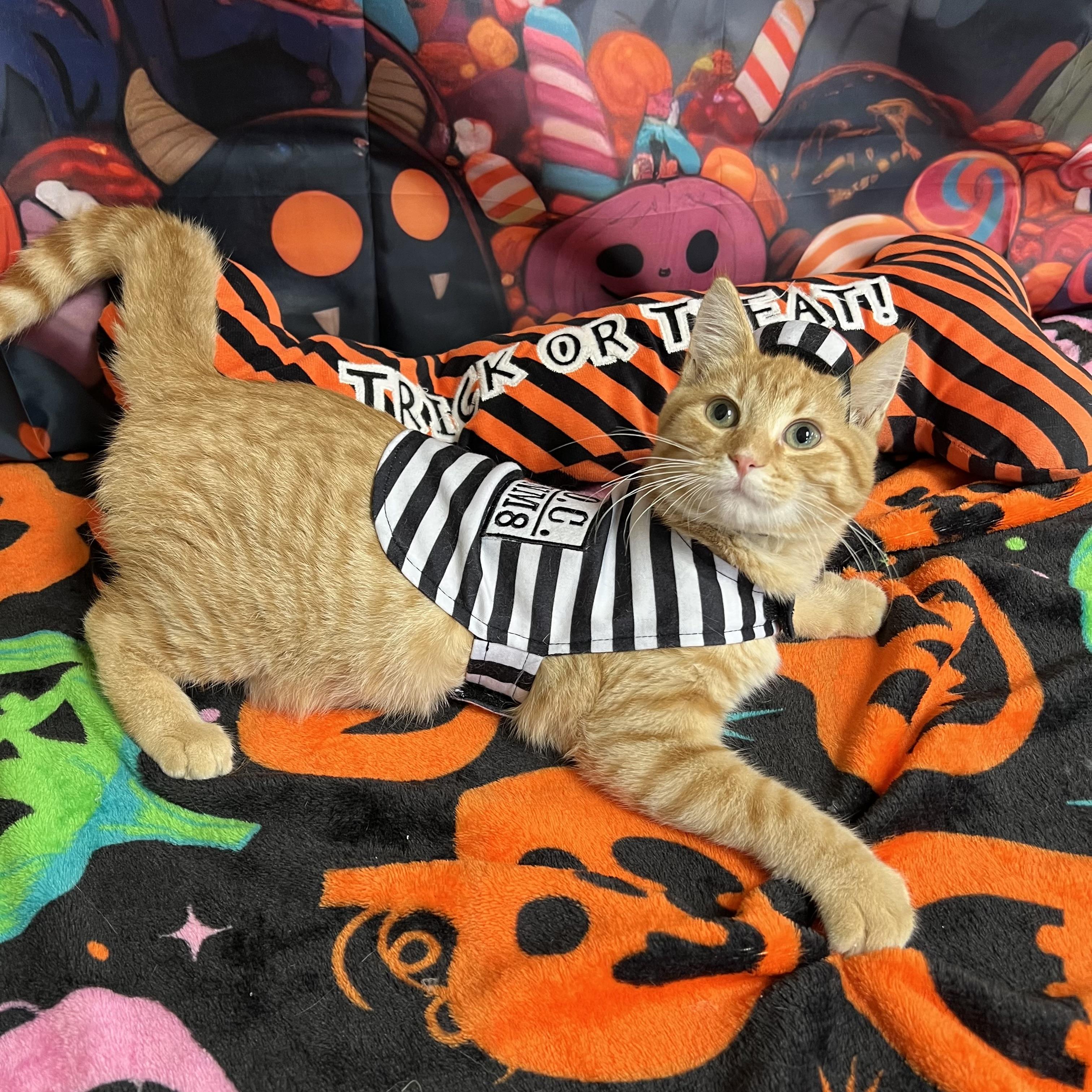 Enlarge Orange Crush, a Adoptable Domestic Short Hair in Fairmont, MN image 4/6