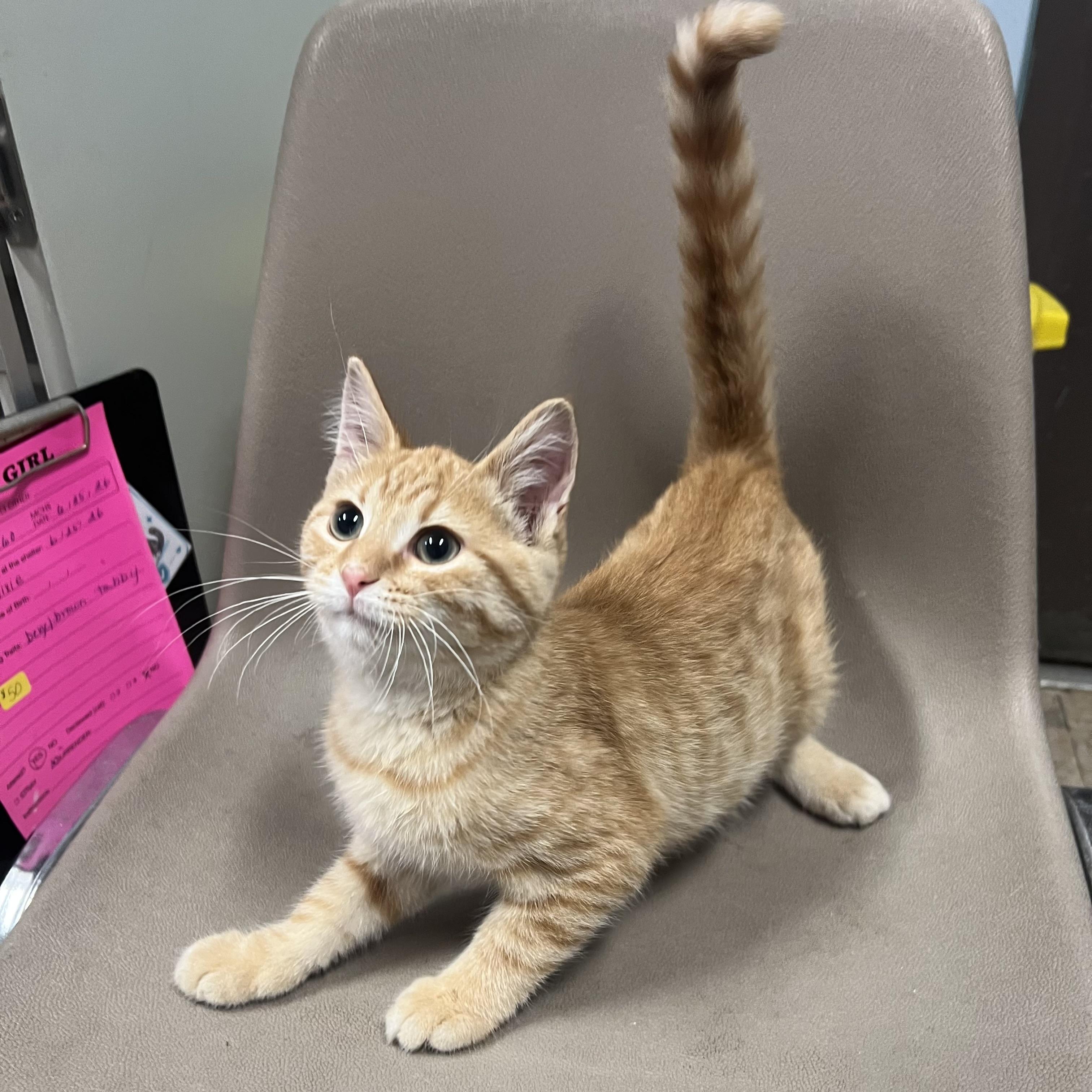 Enlarge Orange Crush, a ADOPTABLE Domestic Short Hair in Fairmont, MN image 3/6