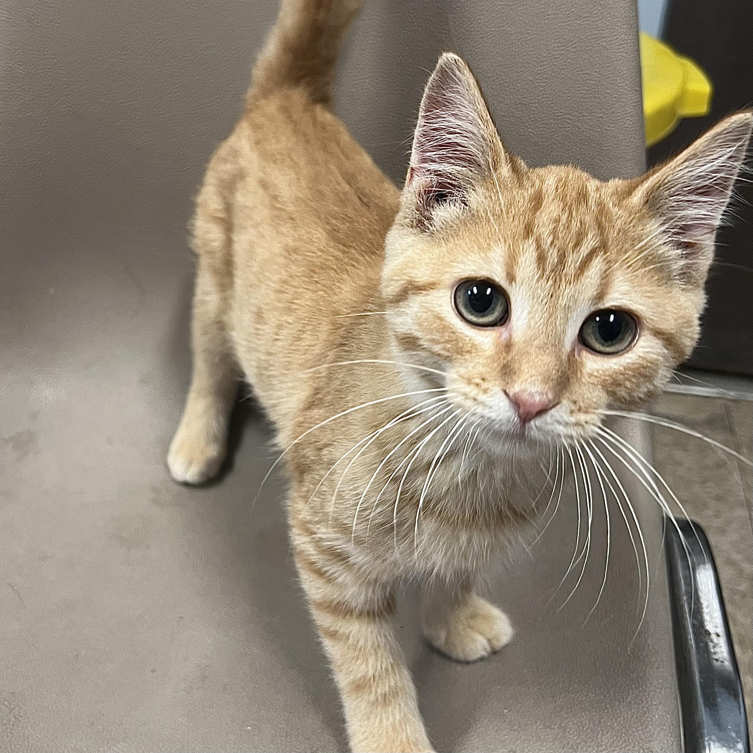 Orange Crush, ADOPTABLE, Kitten Male Domestic Short Hair.
