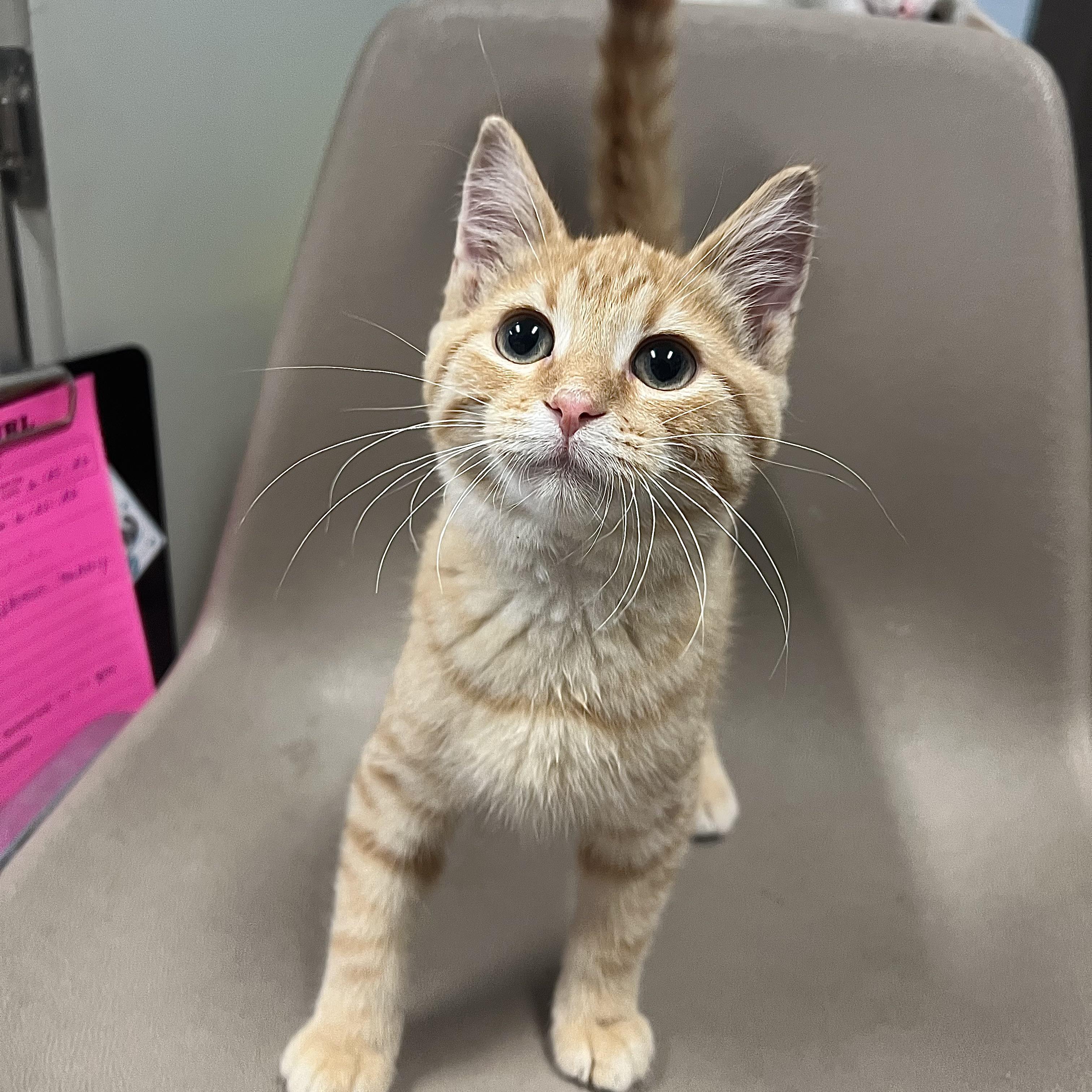 Enlarge Orange Crush, a ADOPTABLE Domestic Short Hair in Fairmont, MN image 4/6