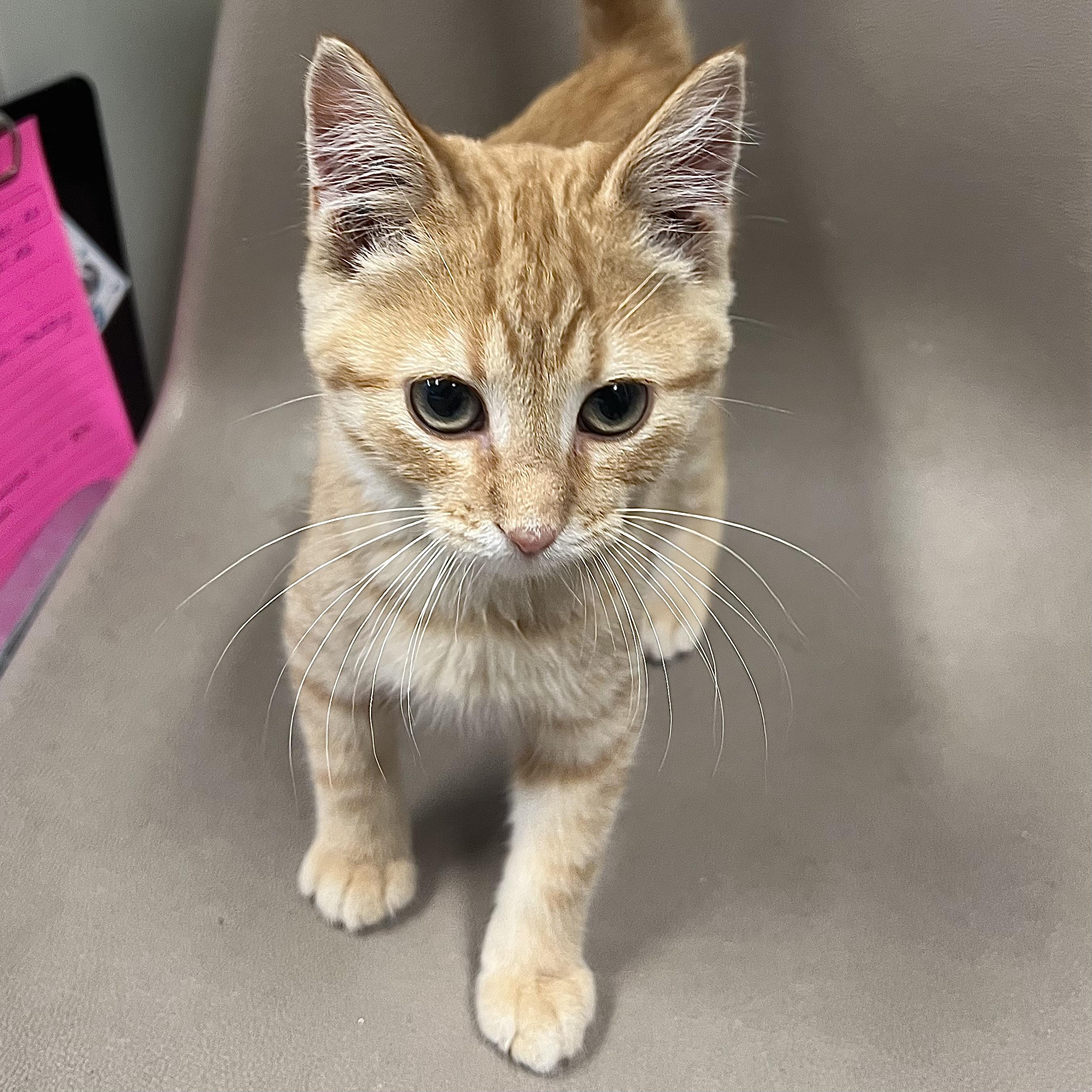 Enlarge Orange Crush, a ADOPTABLE Domestic Short Hair in Fairmont, MN image 5/6