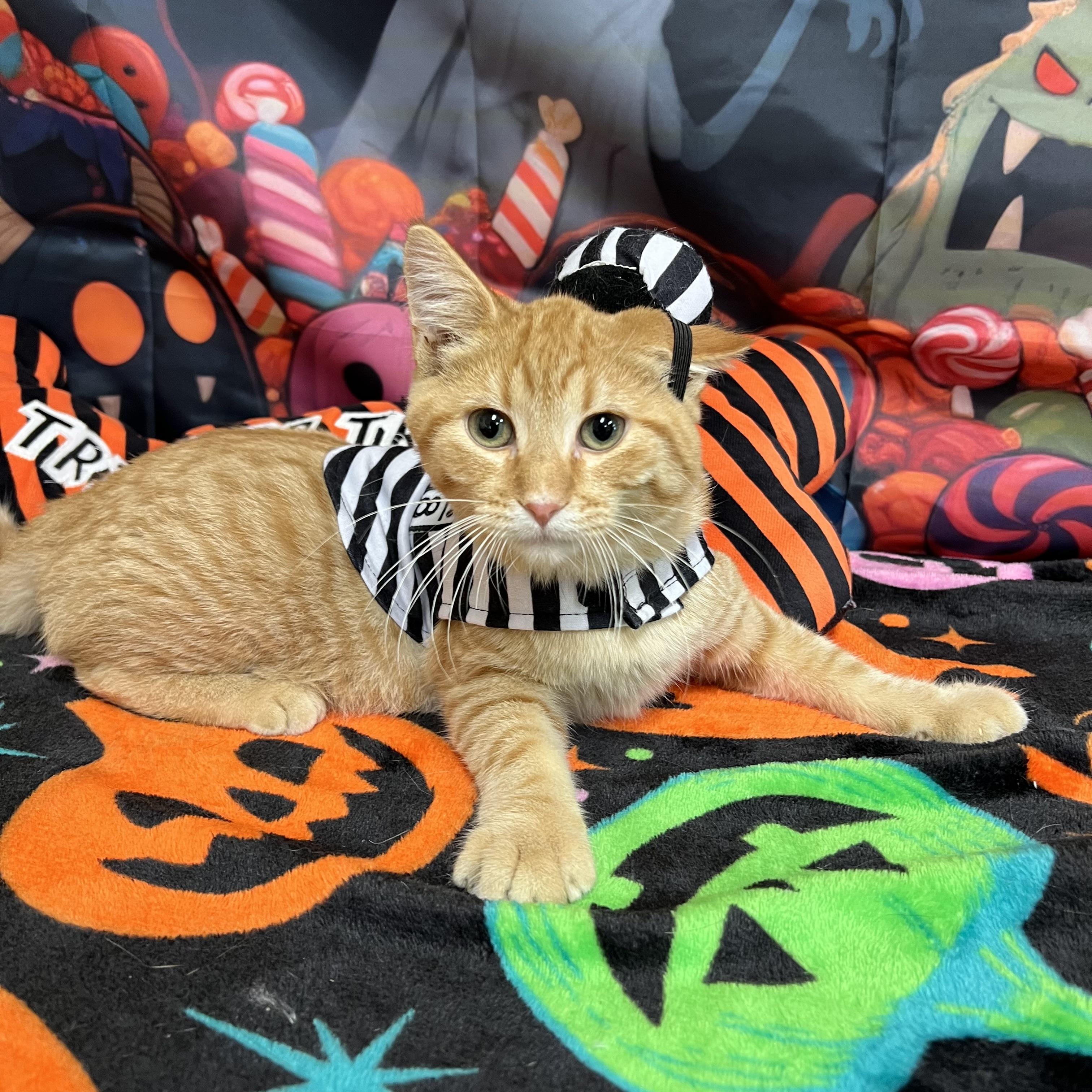 Enlarge Orange Crush, a Adoptable Domestic Short Hair in Fairmont, MN image 5/6