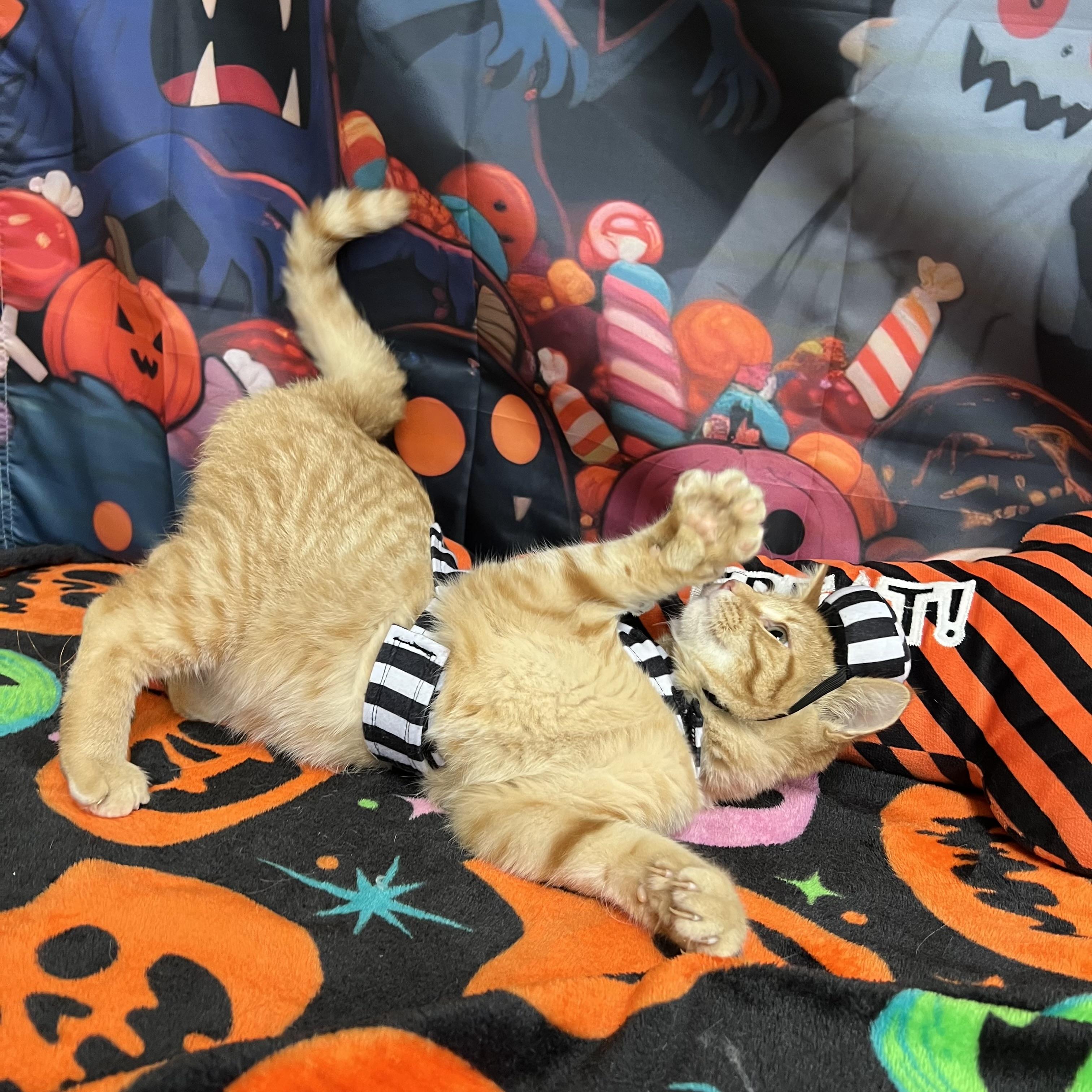Enlarge Orange Crush, a Adoptable Domestic Short Hair in Fairmont, MN image 3/6