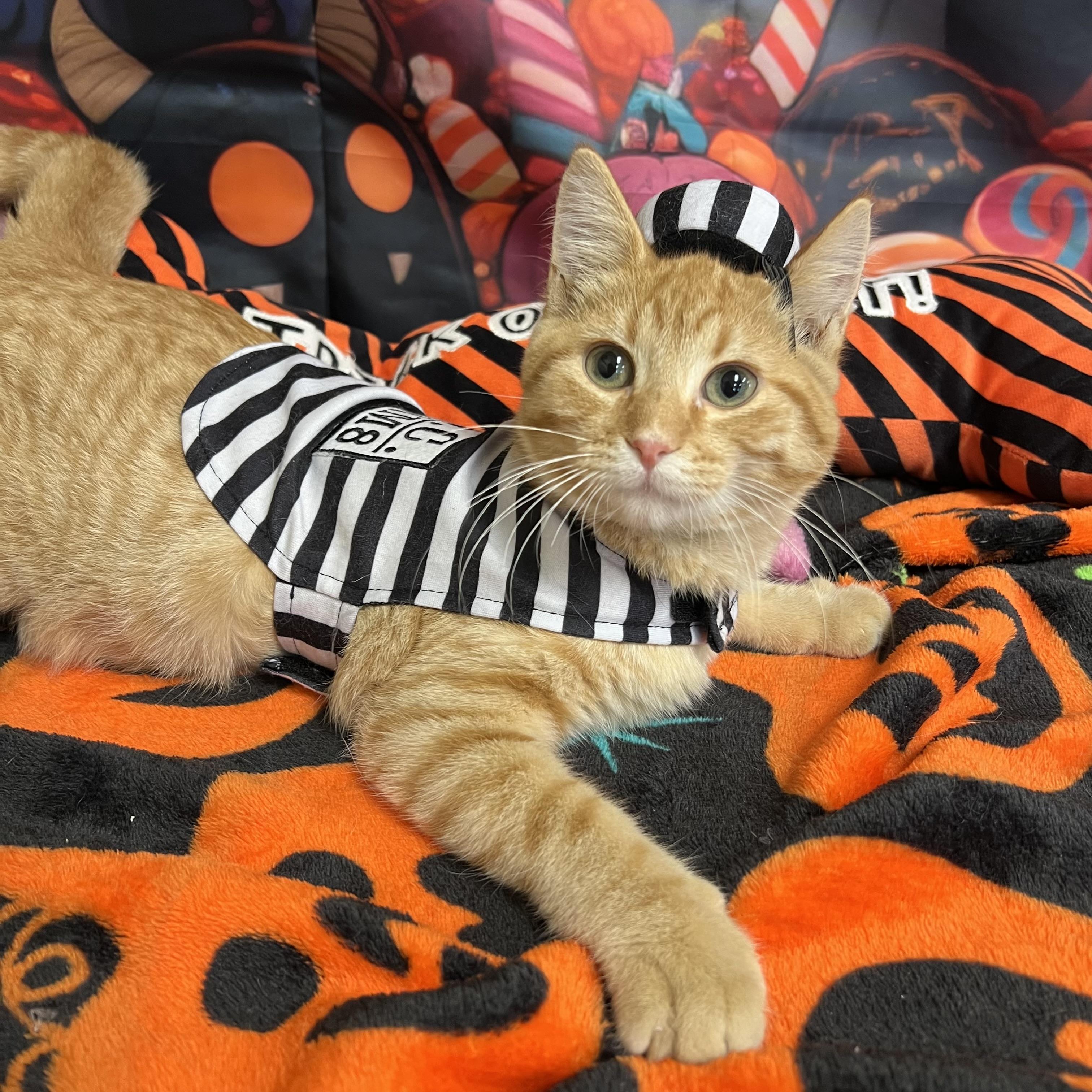 Orange Crush, Adoptable, Kitten Male Domestic Short Hair.