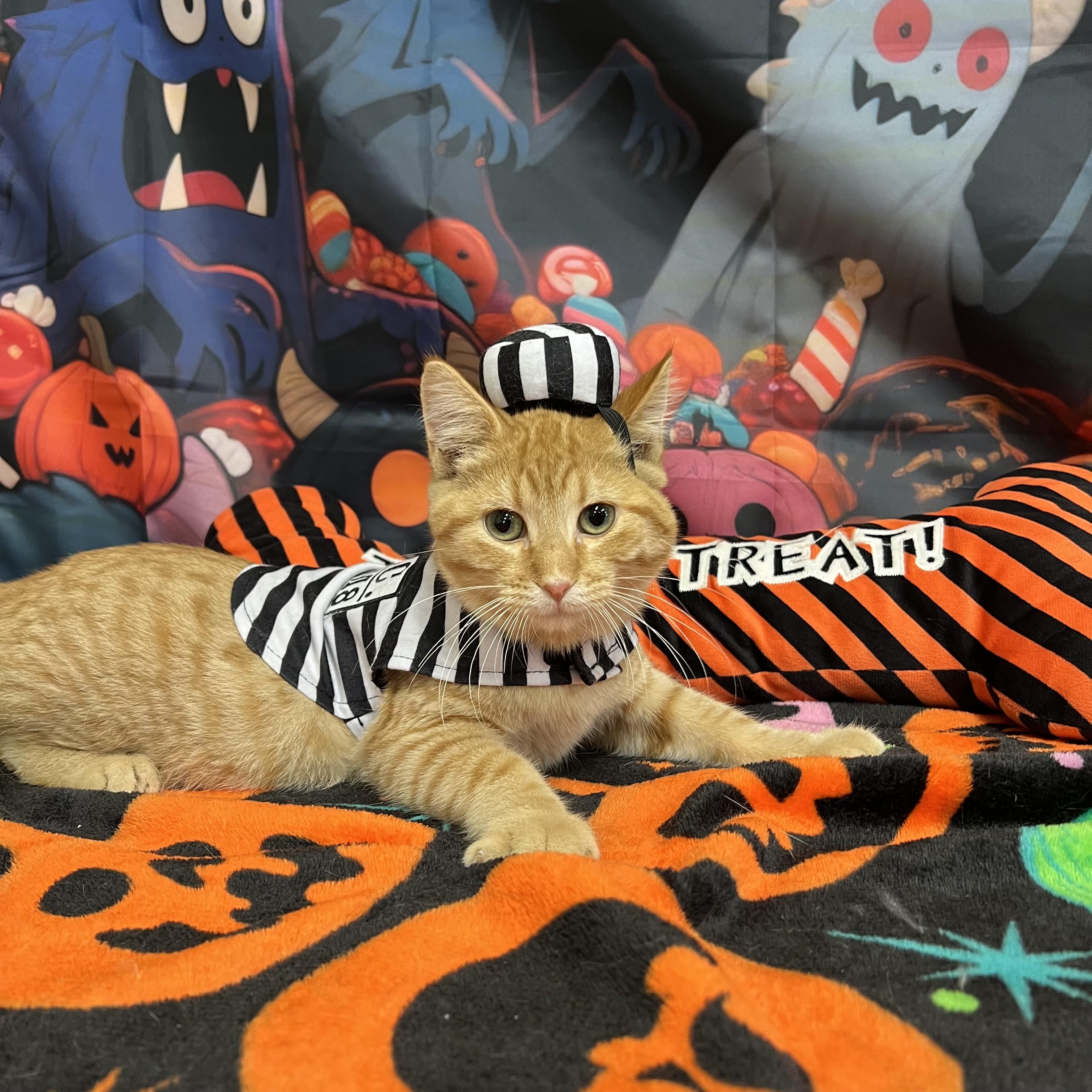 Enlarge Orange Crush, a Adoptable Domestic Short Hair in Fairmont, MN image 2/6