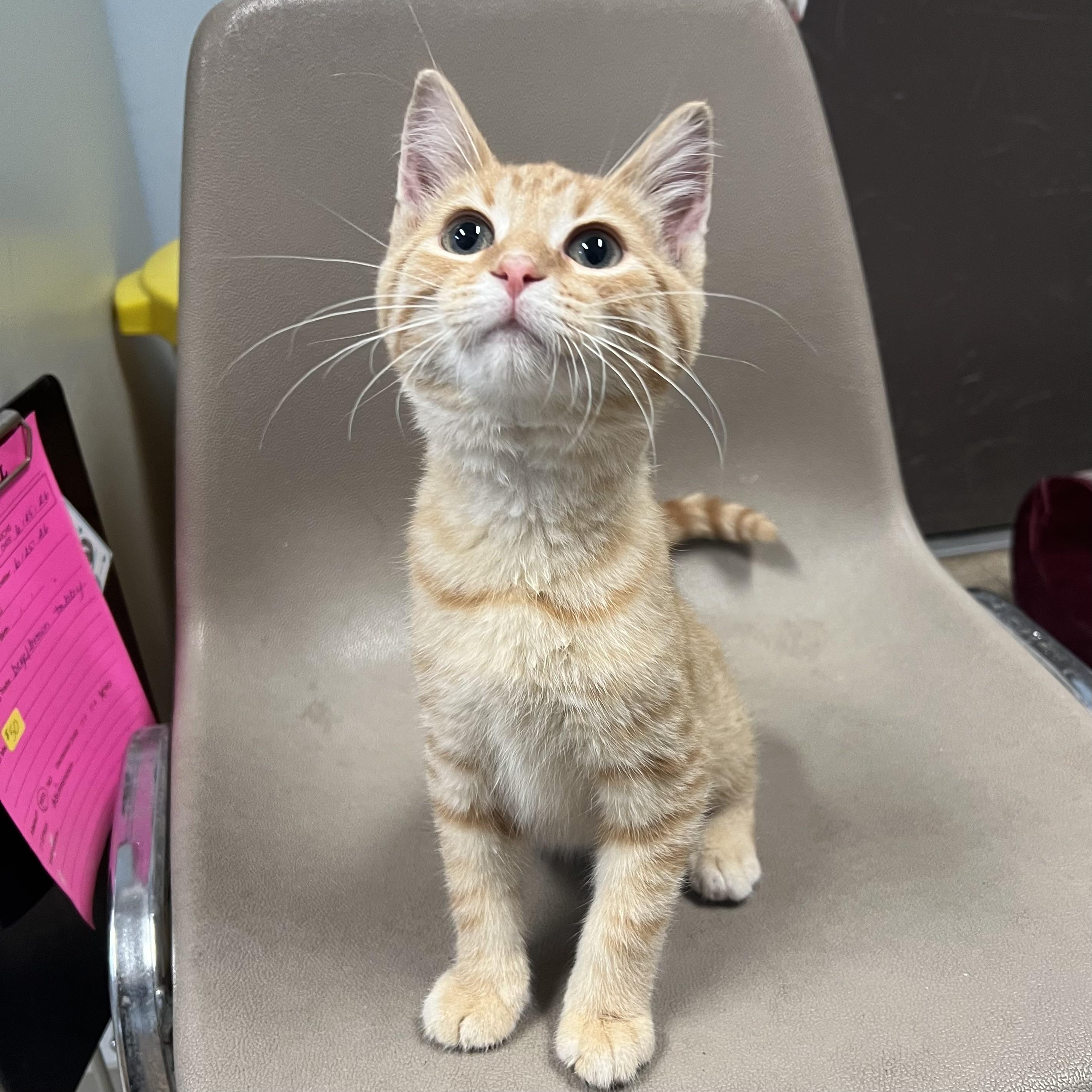 Enlarge Orange Crush, a ADOPTABLE Domestic Short Hair in Fairmont, MN image 6/6
