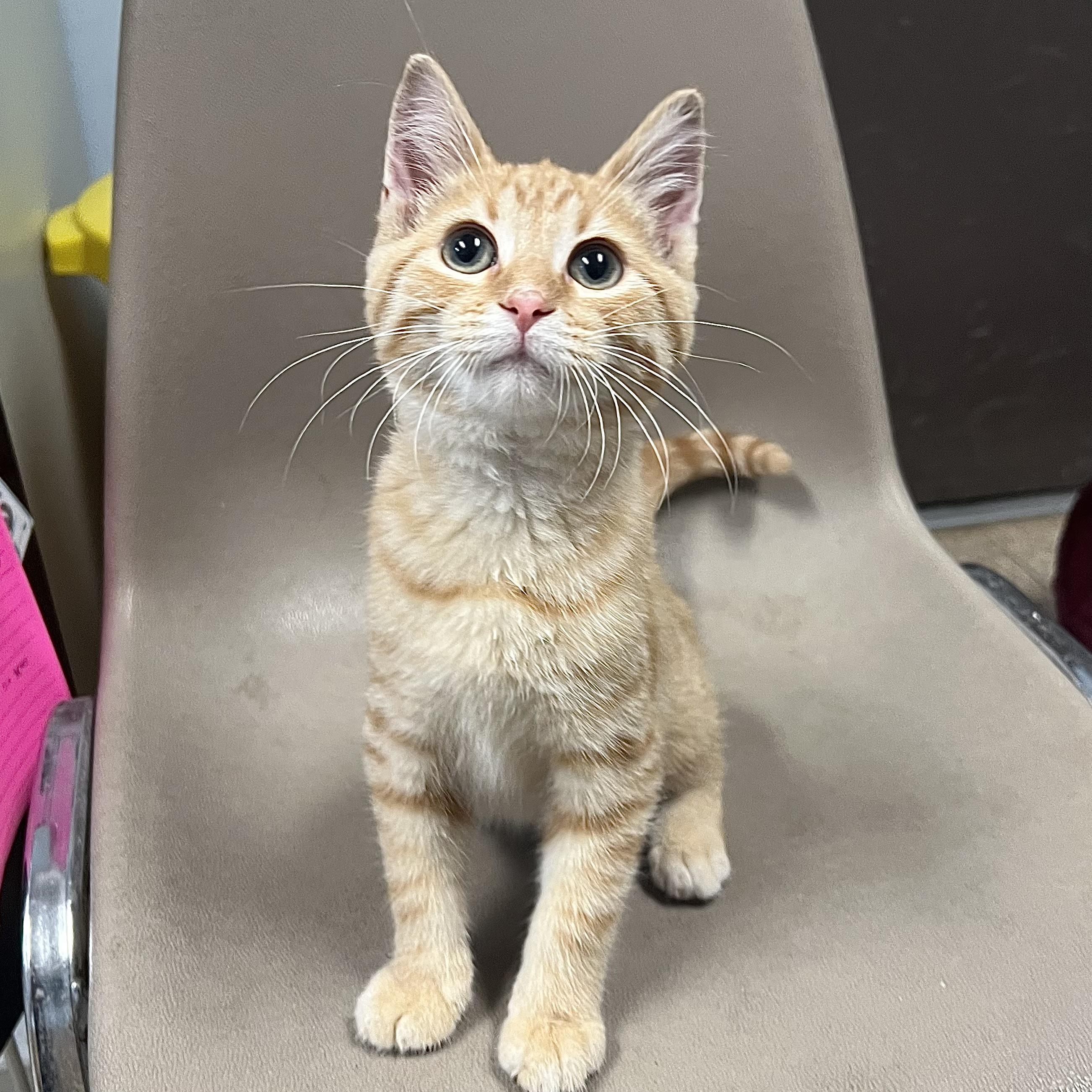Enlarge Orange Crush, a ADOPTABLE Domestic Short Hair in Fairmont, MN image 2/6