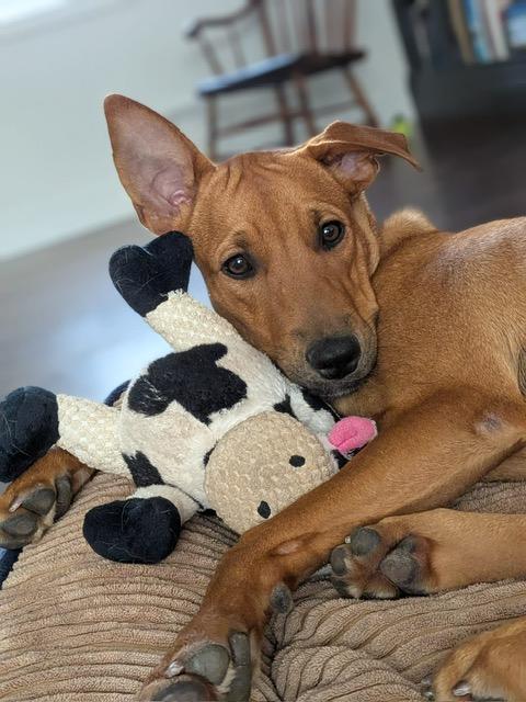 Enlarge Riley aka Tinka, a ADOPTABLE Mixed Breed in Mississauga, ON image 4/5