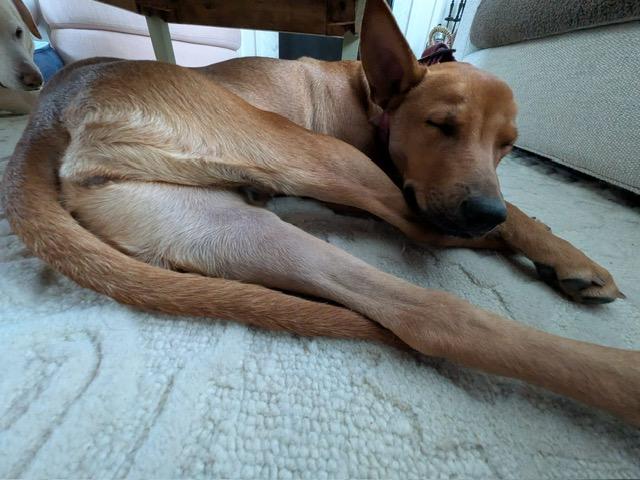 Enlarge Riley aka Tinka, a ADOPTABLE Mixed Breed in Mississauga, ON image 5/5