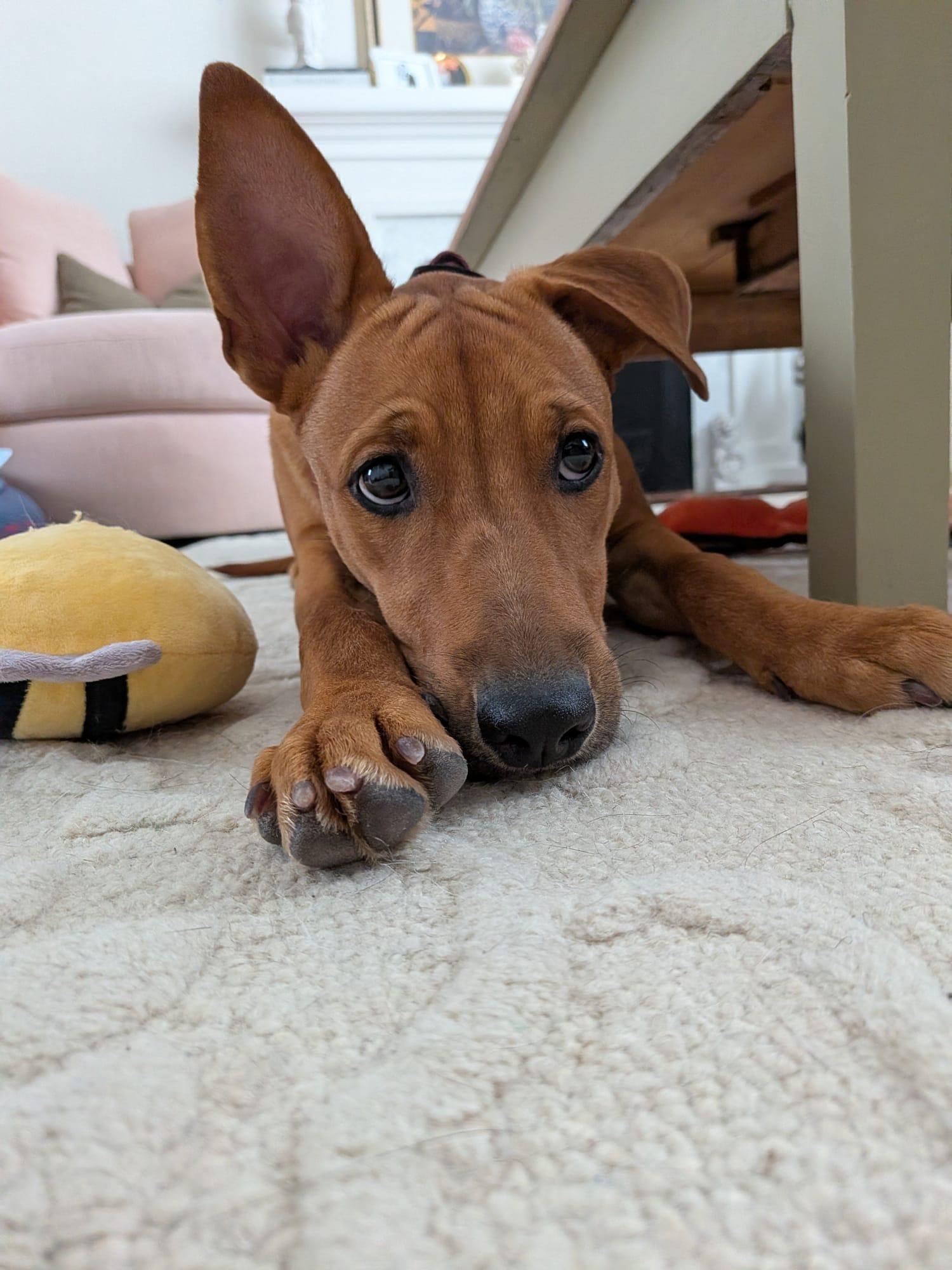 Enlarge Riley aka Tinka, a ADOPTABLE Mixed Breed in Mississauga, ON image 3/5