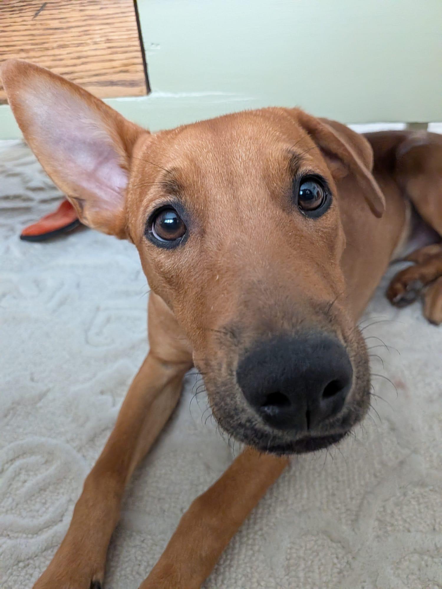 Enlarge Riley aka Tinka, a ADOPTABLE Mixed Breed in Mississauga, ON image 2/5