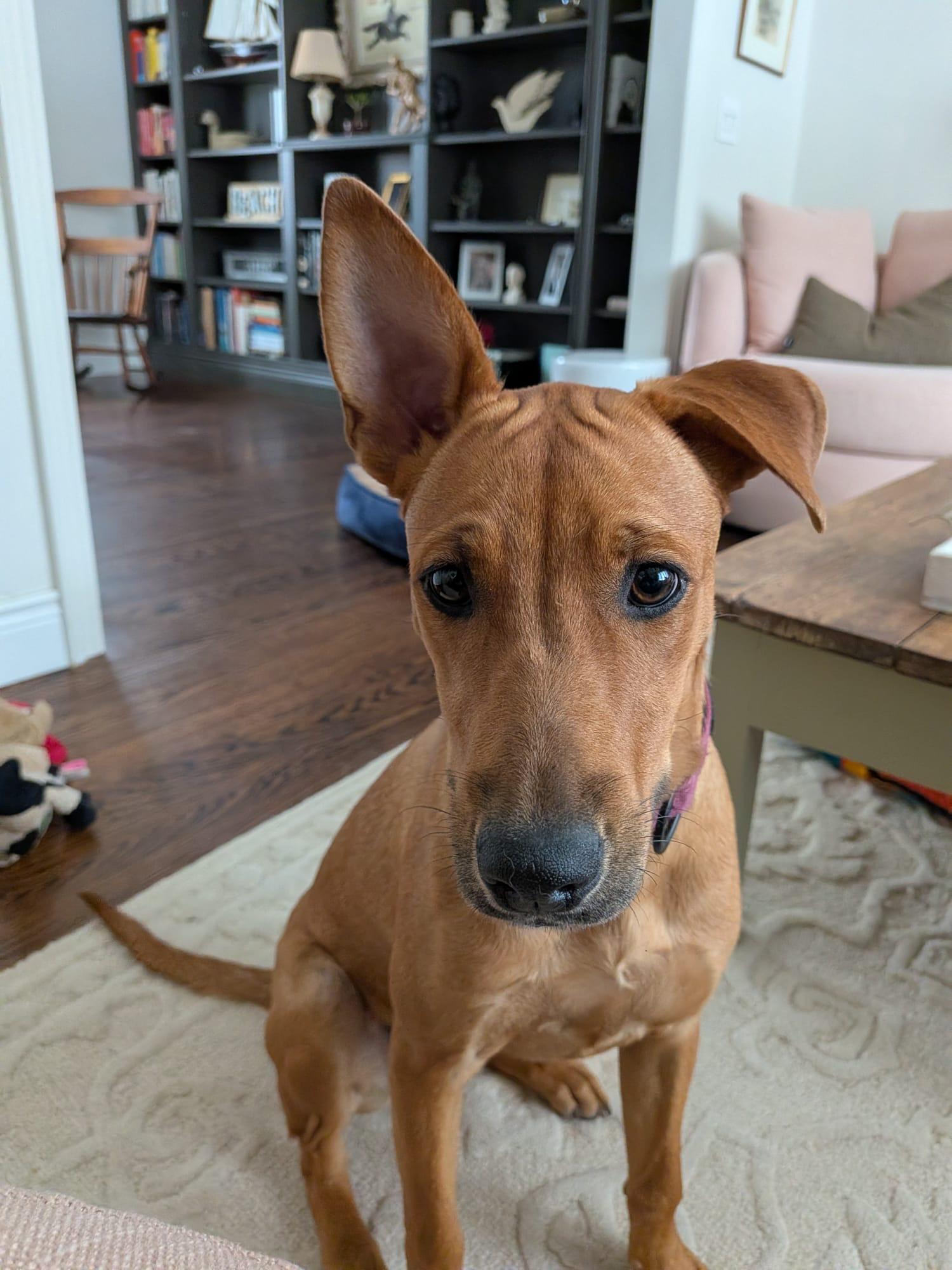 Riley aka Tinka, ADOPTABLE, Young Female Mixed Breed.