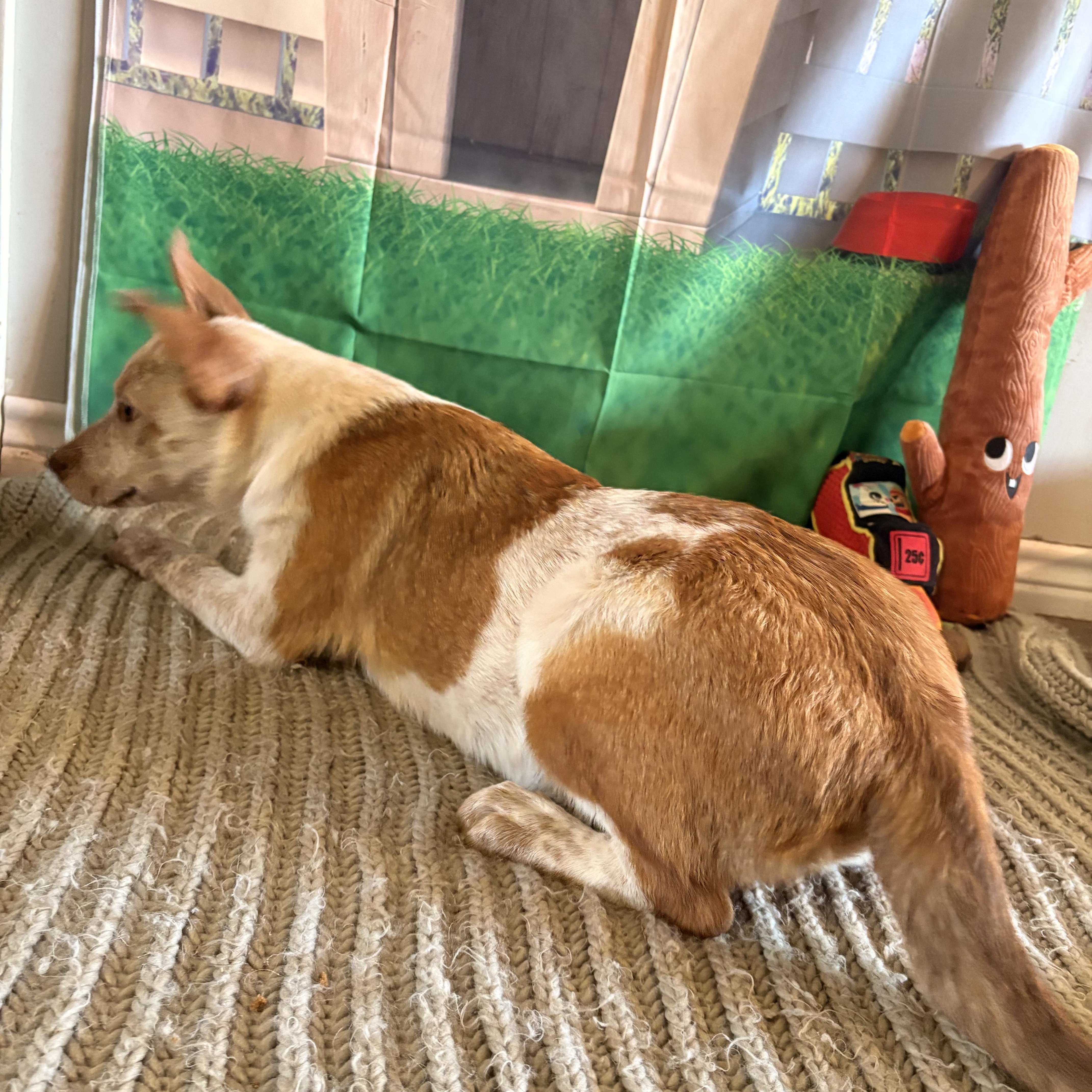 Fritter, a ADOPTABLE mixed breed in Coahoma, TX image 4/4