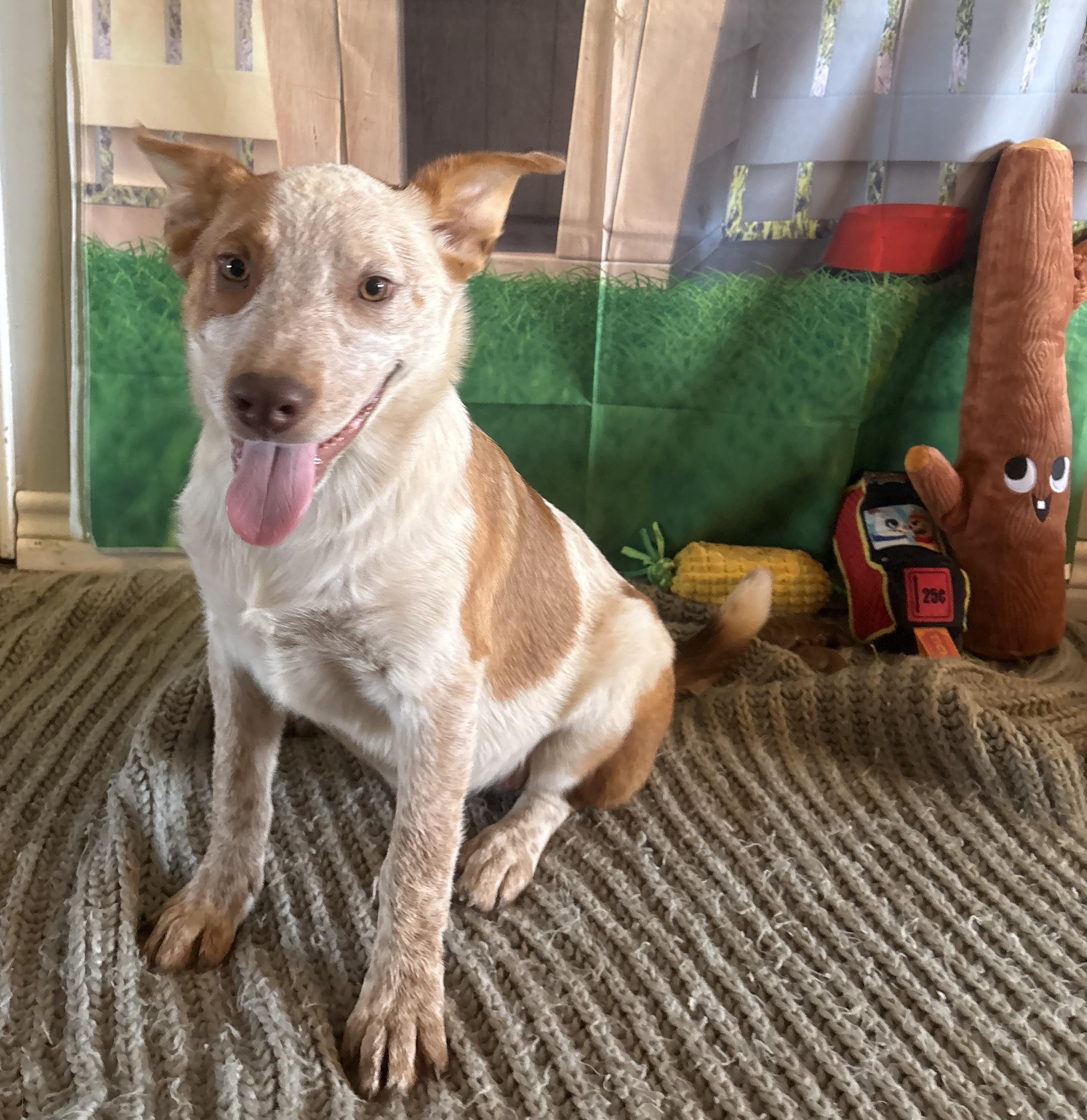 Fritter, ADOPTABLE, Puppy Female Australian Cattle Dog / Blue Heeler.