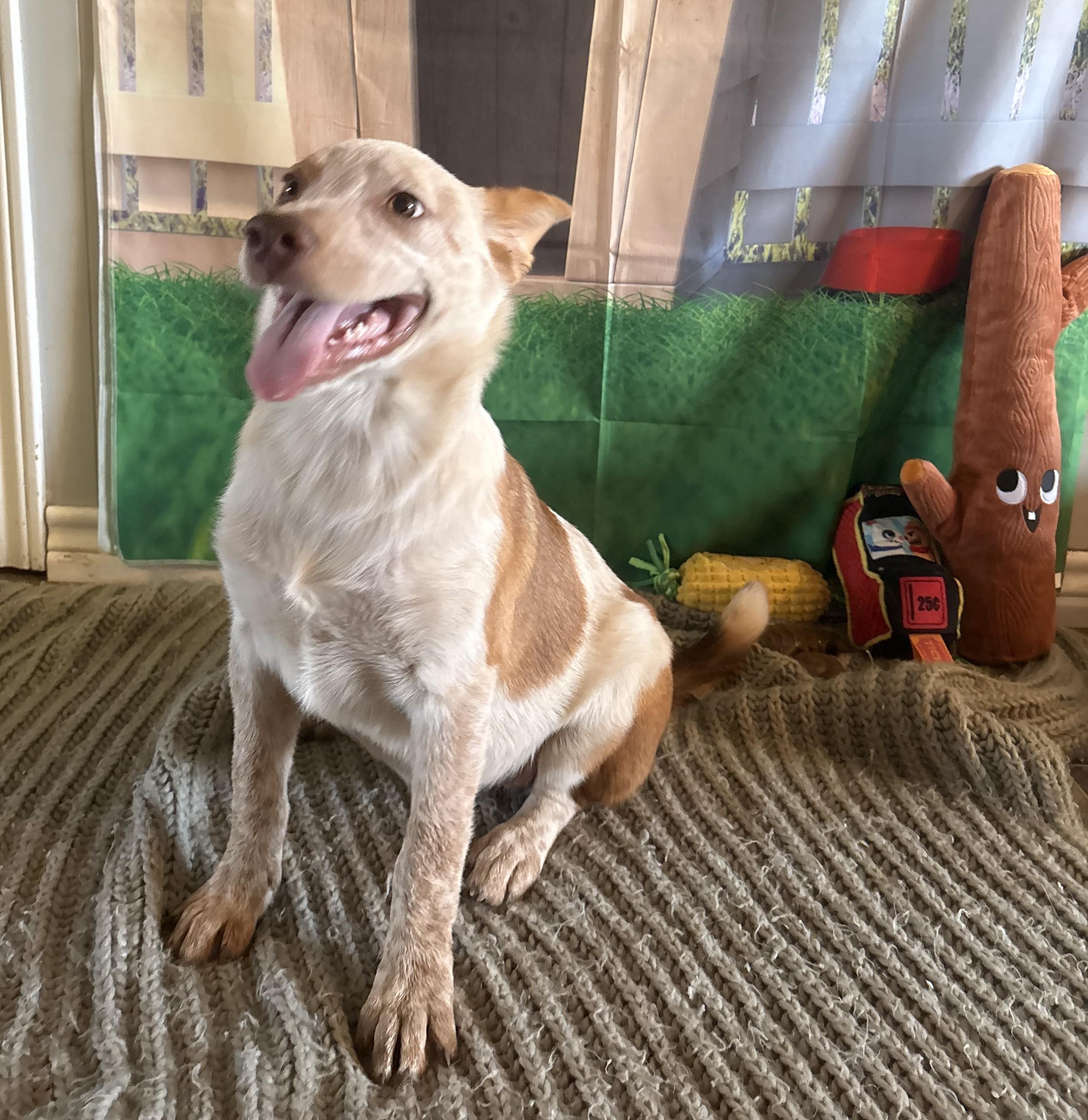 Fritter, a ADOPTABLE mixed breed in Coahoma, TX image 3/4