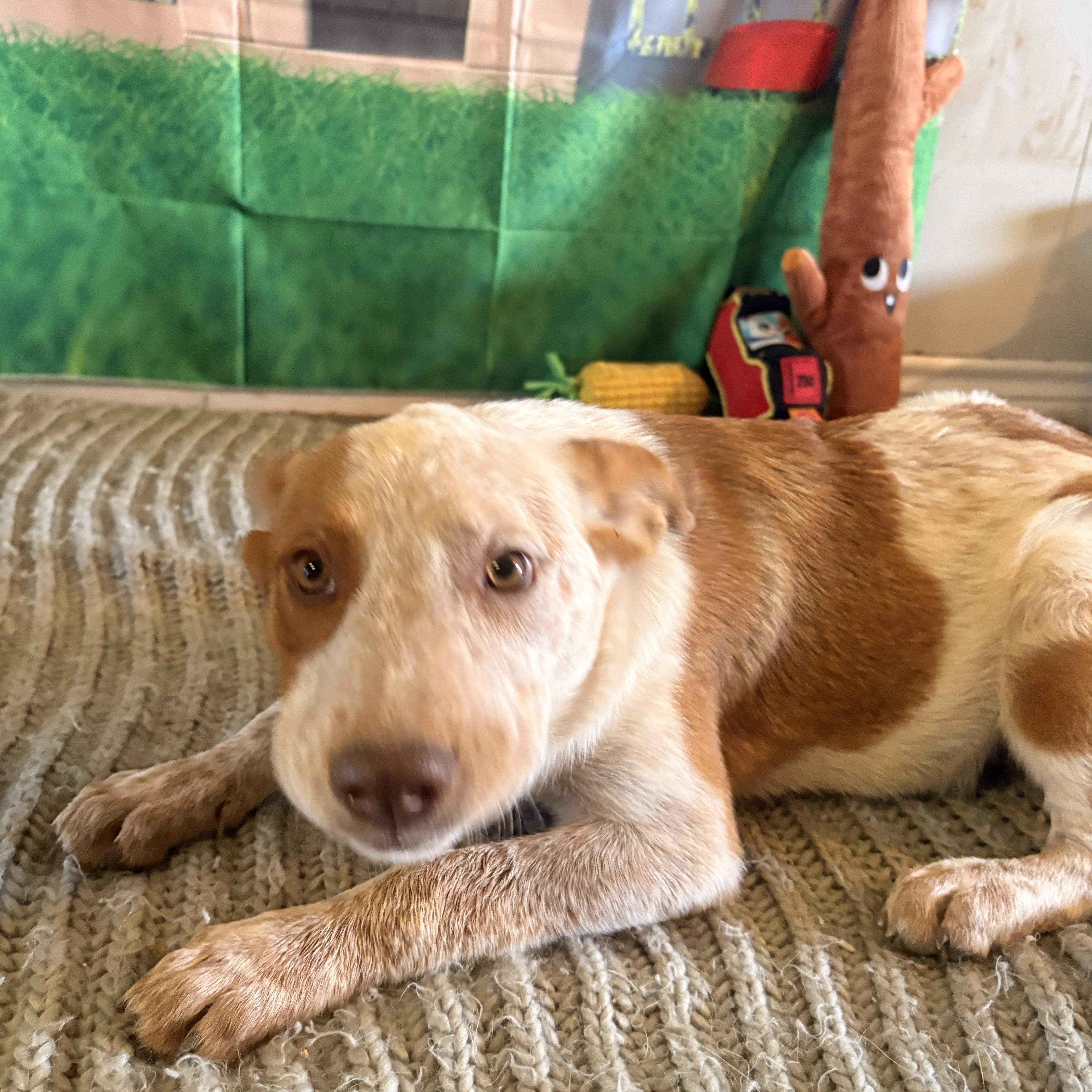 Fritter, a ADOPTABLE mixed breed in Coahoma, TX image 2/4