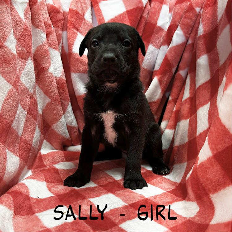 Enlarge Sally, a Adoptable mixed breed in Whiting, NJ image 1/1