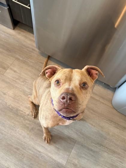 92875a Waffles, a Adoptable mixed breed in North Charleston, SC image 2/3
