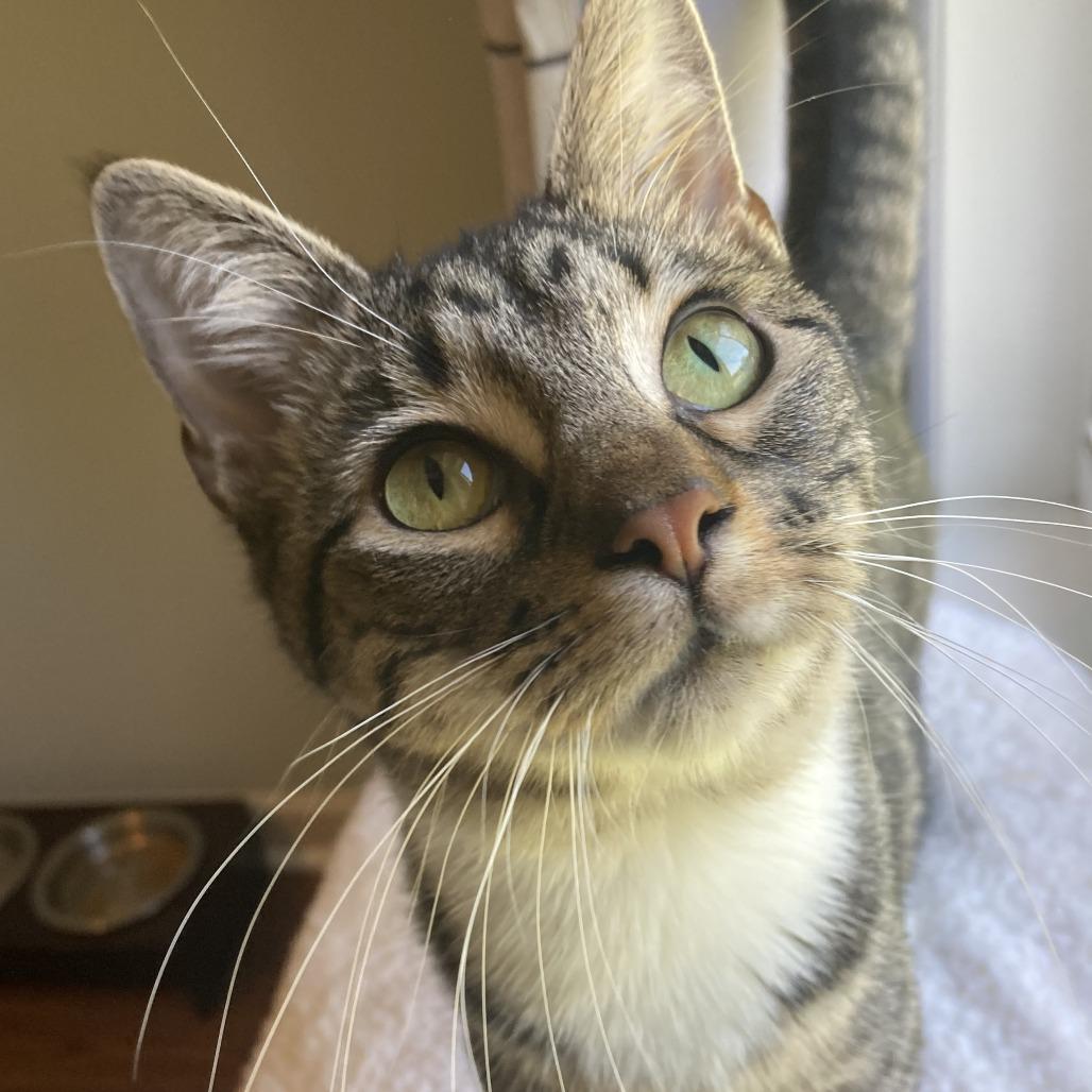 Enlarge Siera, a Adoptable Domestic Short Hair in Winston Salem, NC image 1/6